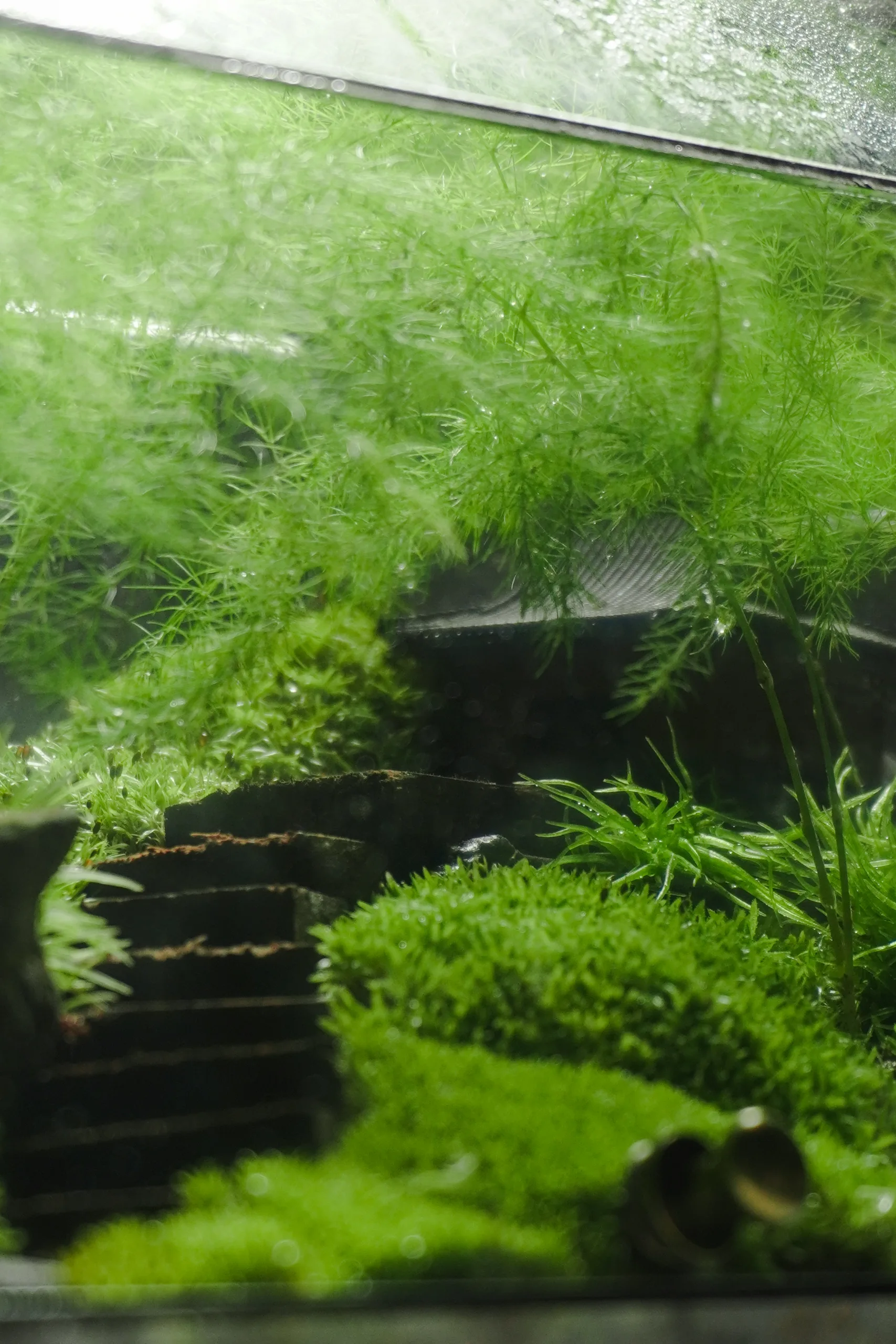 Terrarium Song Tự – Tác phẩm Hành Trình Tĩnh Lặng Terrarium Song Tự – Tác phẩm Hành Trình Tĩnh Lặng