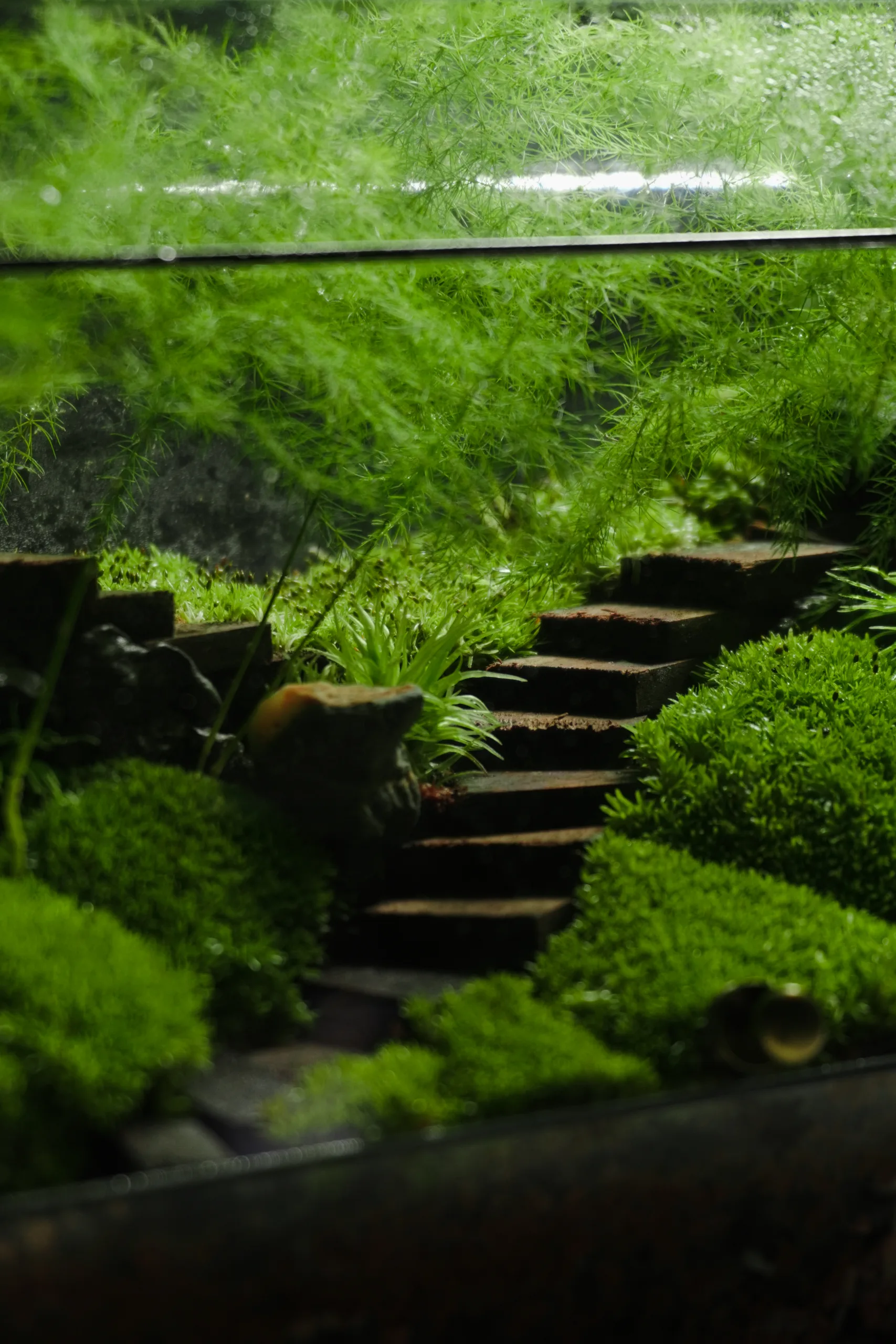 Terrarium Song Tự – Tác phẩm Hành Trình Tĩnh Lặng Terrarium Song Tự – Tác phẩm Hành Trình Tĩnh Lặng