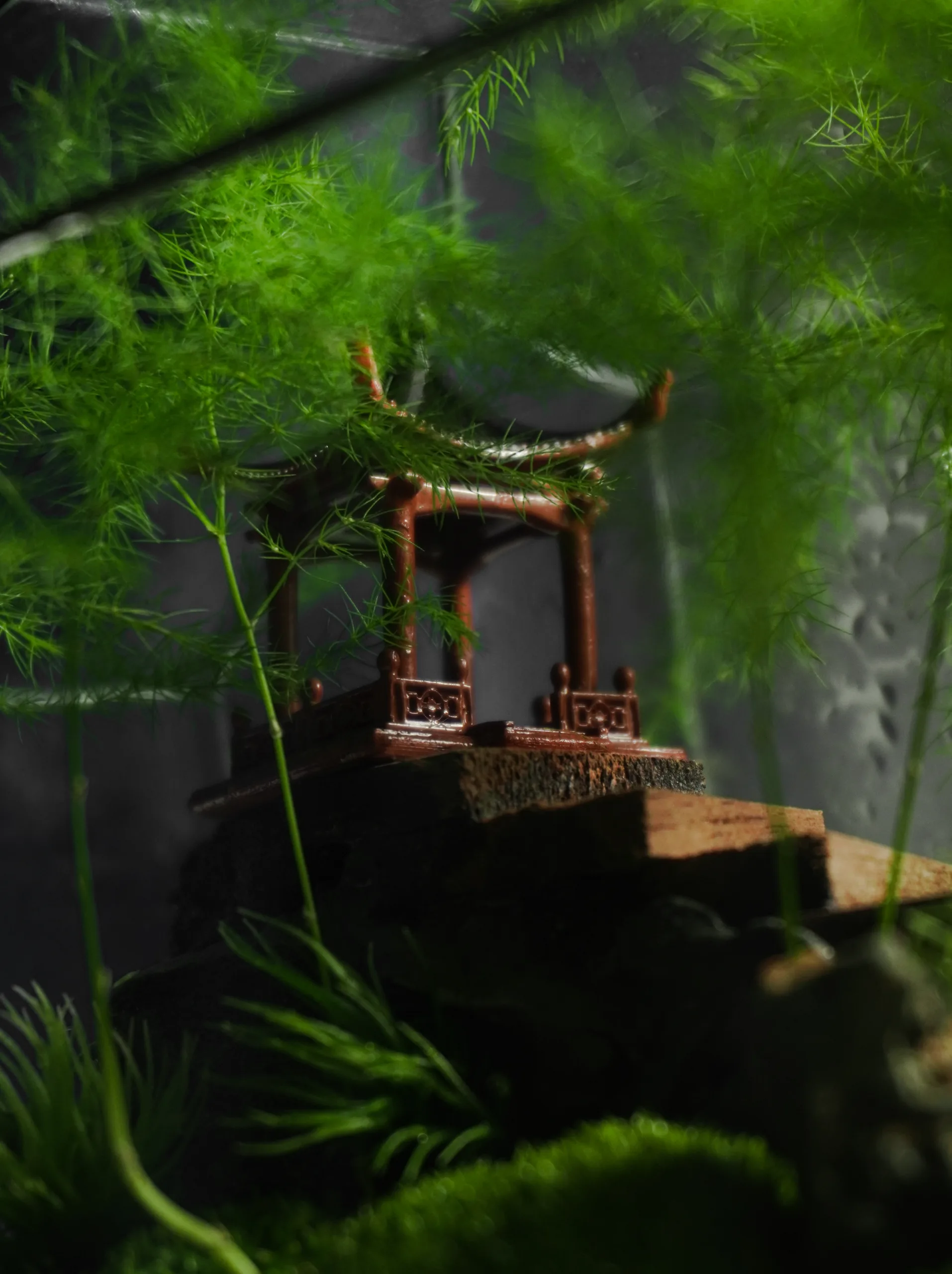 Terrarium Song Tự – Tác phẩm Hành Trình Tĩnh Lặng Terrarium Song Tự – Tác phẩm Hành Trình Tĩnh Lặng