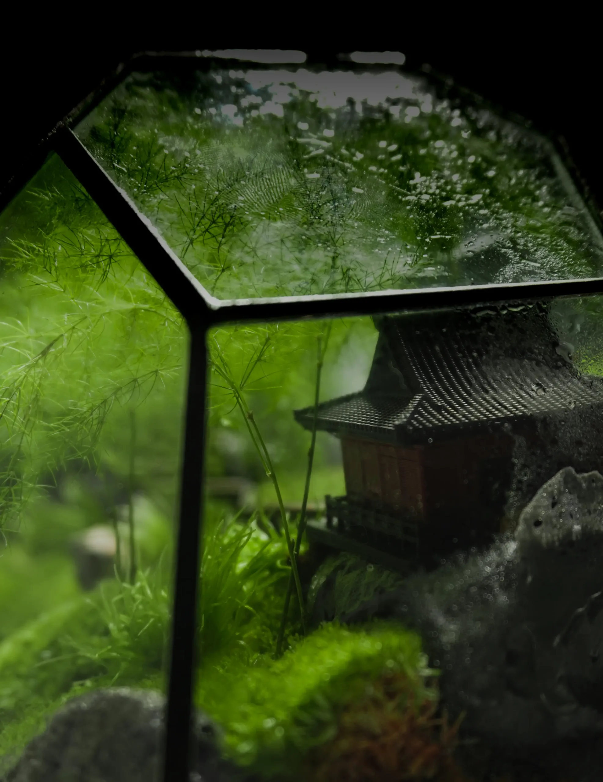 Terrarium Song Tự – Tác phẩm Hành Trình Tĩnh Lặng Terrarium Song Tự – Tác phẩm Hành Trình Tĩnh Lặng