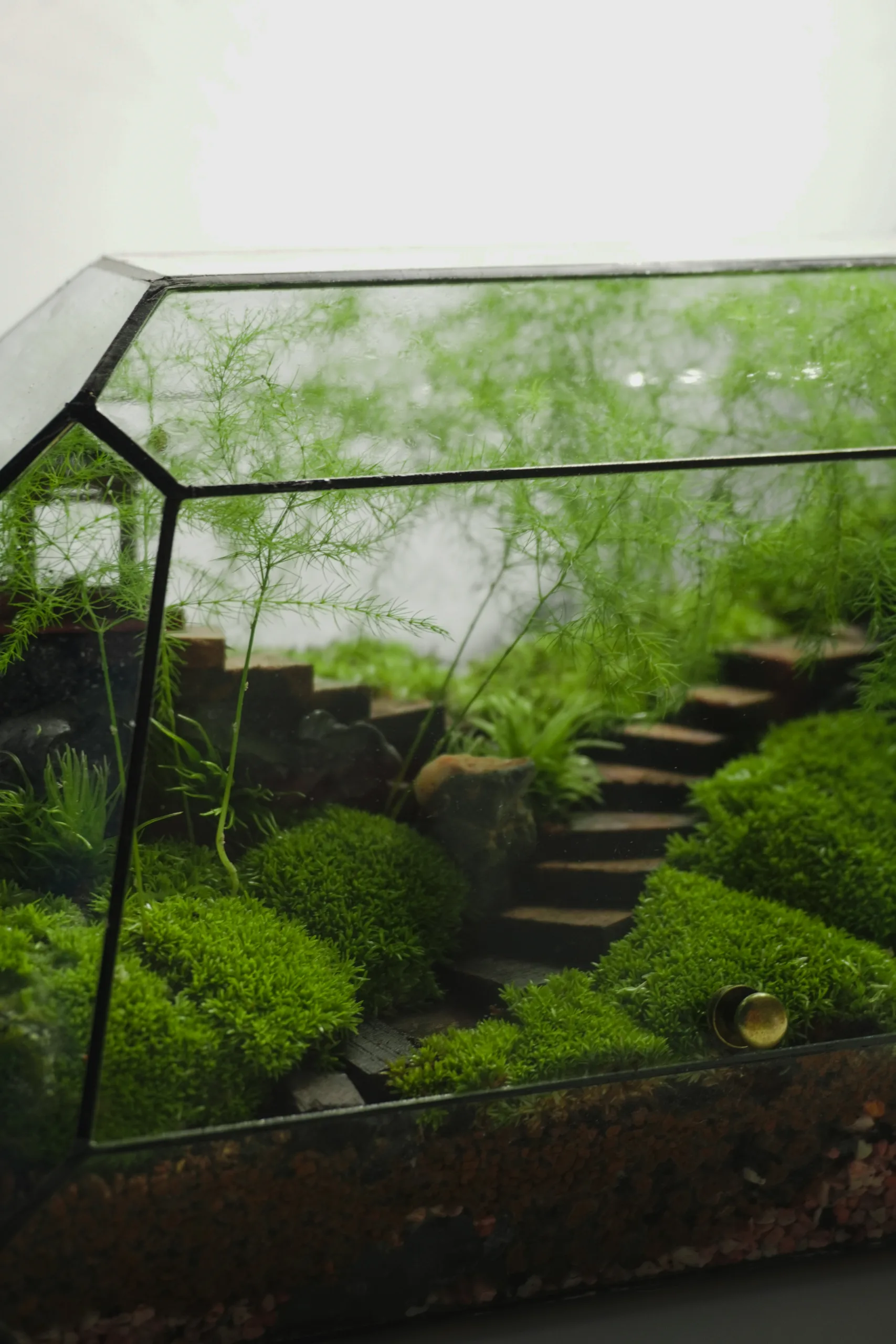 Terrarium Song Tự – Tác phẩm Hành Trình Tĩnh Lặng Terrarium Song Tự – Tác phẩm Hành Trình Tĩnh Lặng