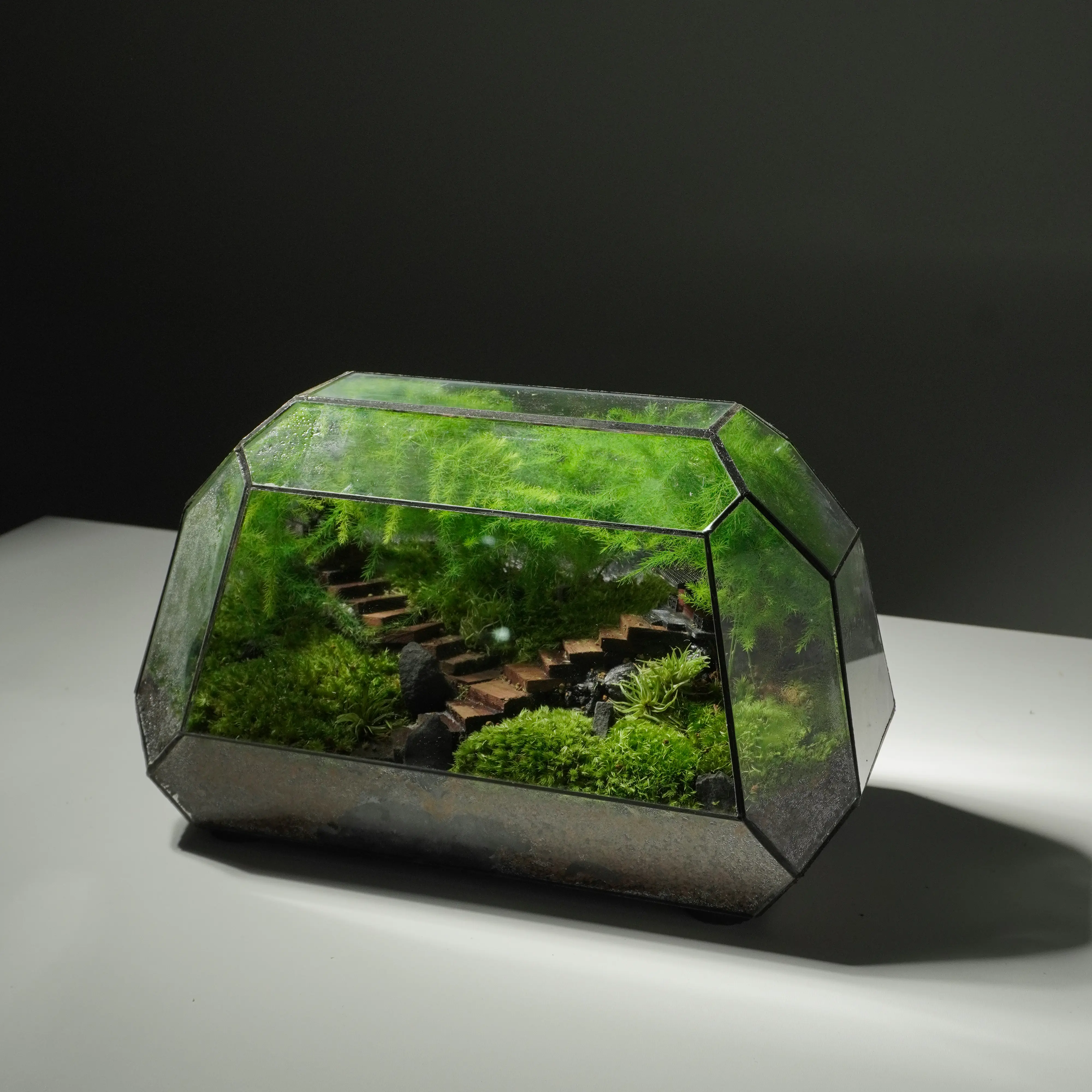 Terrarium Song Tự – Tác phẩm Hành Trình Tĩnh Lặng Terrarium Song Tự – Tác phẩm Hành Trình Tĩnh Lặng