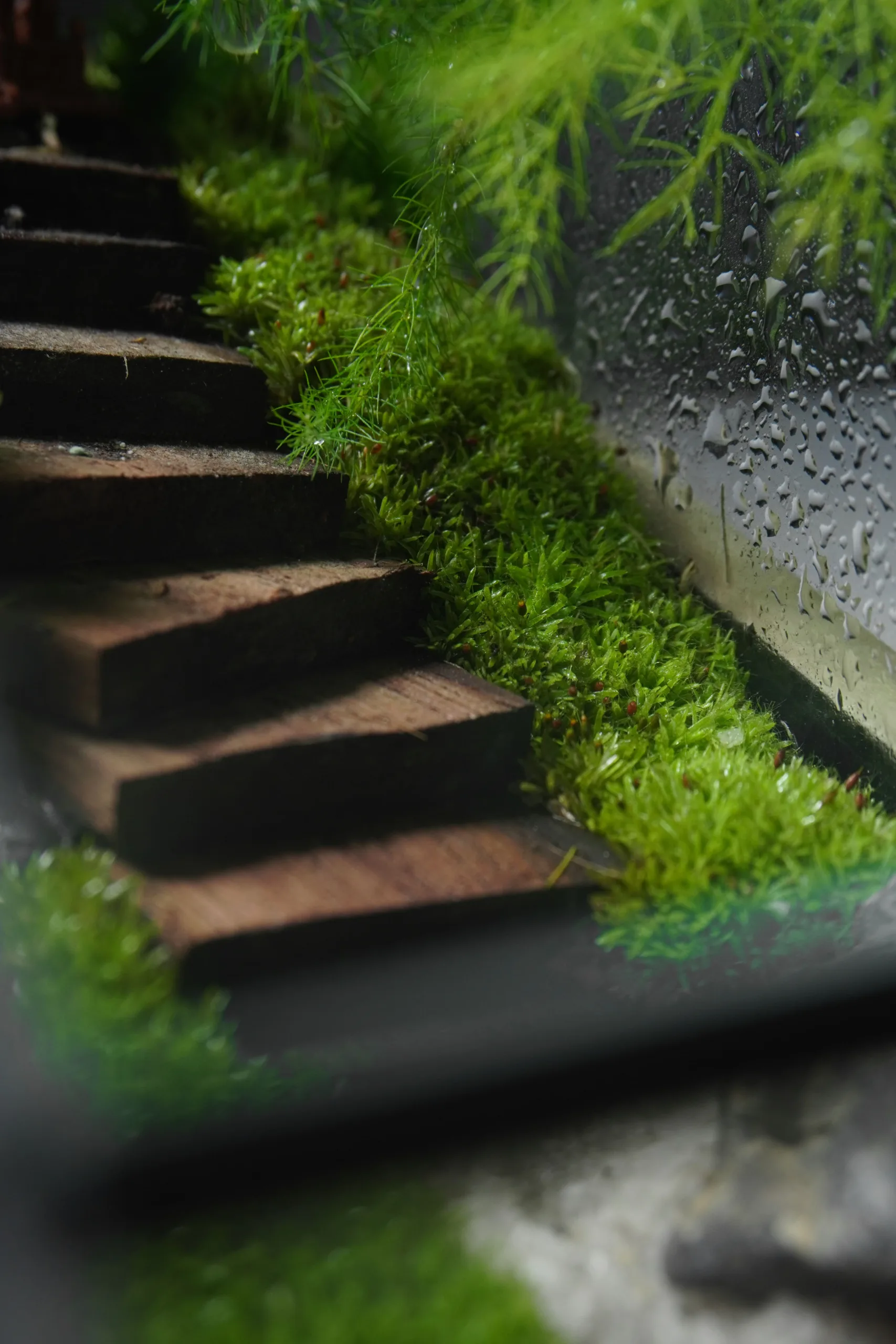 Terrarium Trúc Yên Tự – Khi tĩnh lặng trở thành nghệ thuật Terrarium Trúc Yên Tự – Khi tĩnh lặng trở thành nghệ thuật