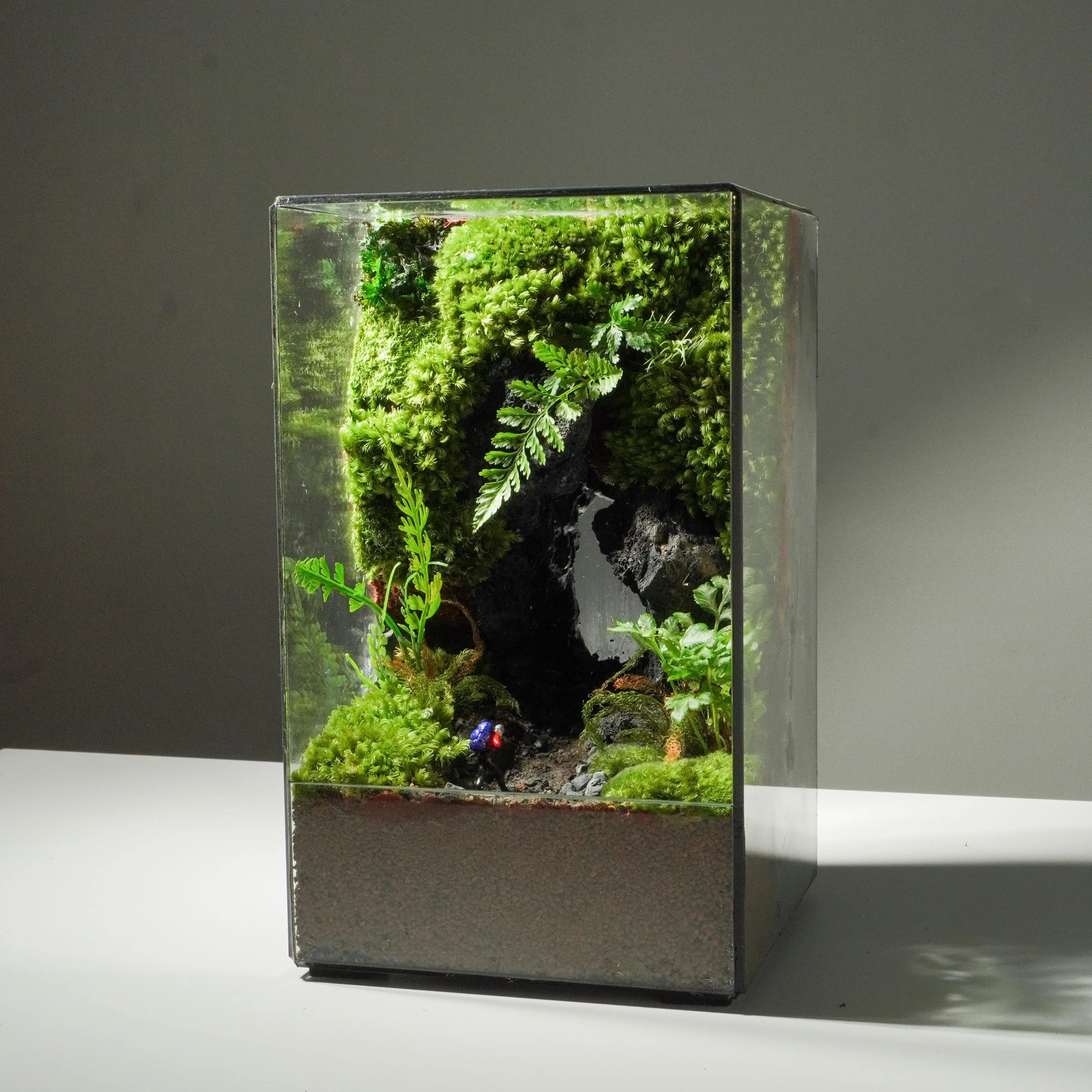 xu hướng terrarium