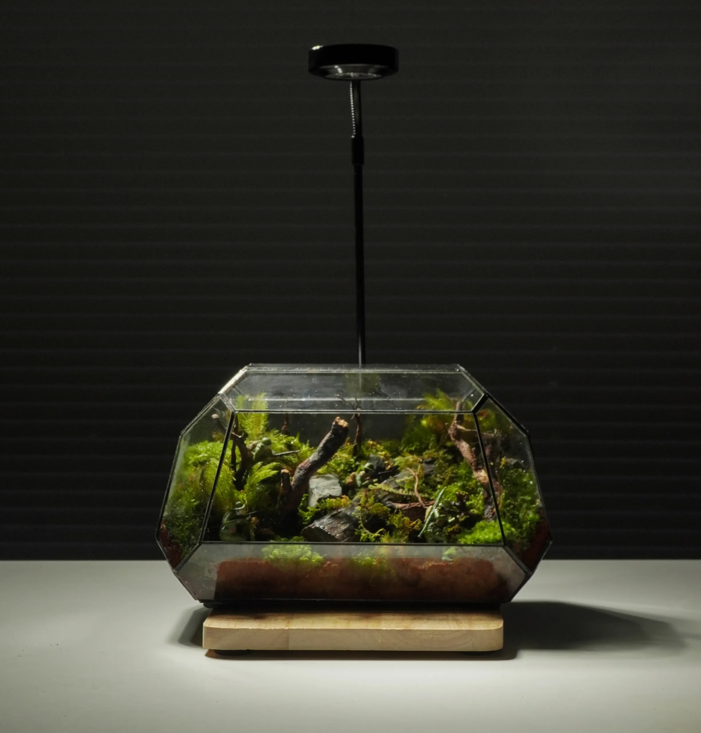 terrarium du kích nghệ thuật tinh thần dân tộc