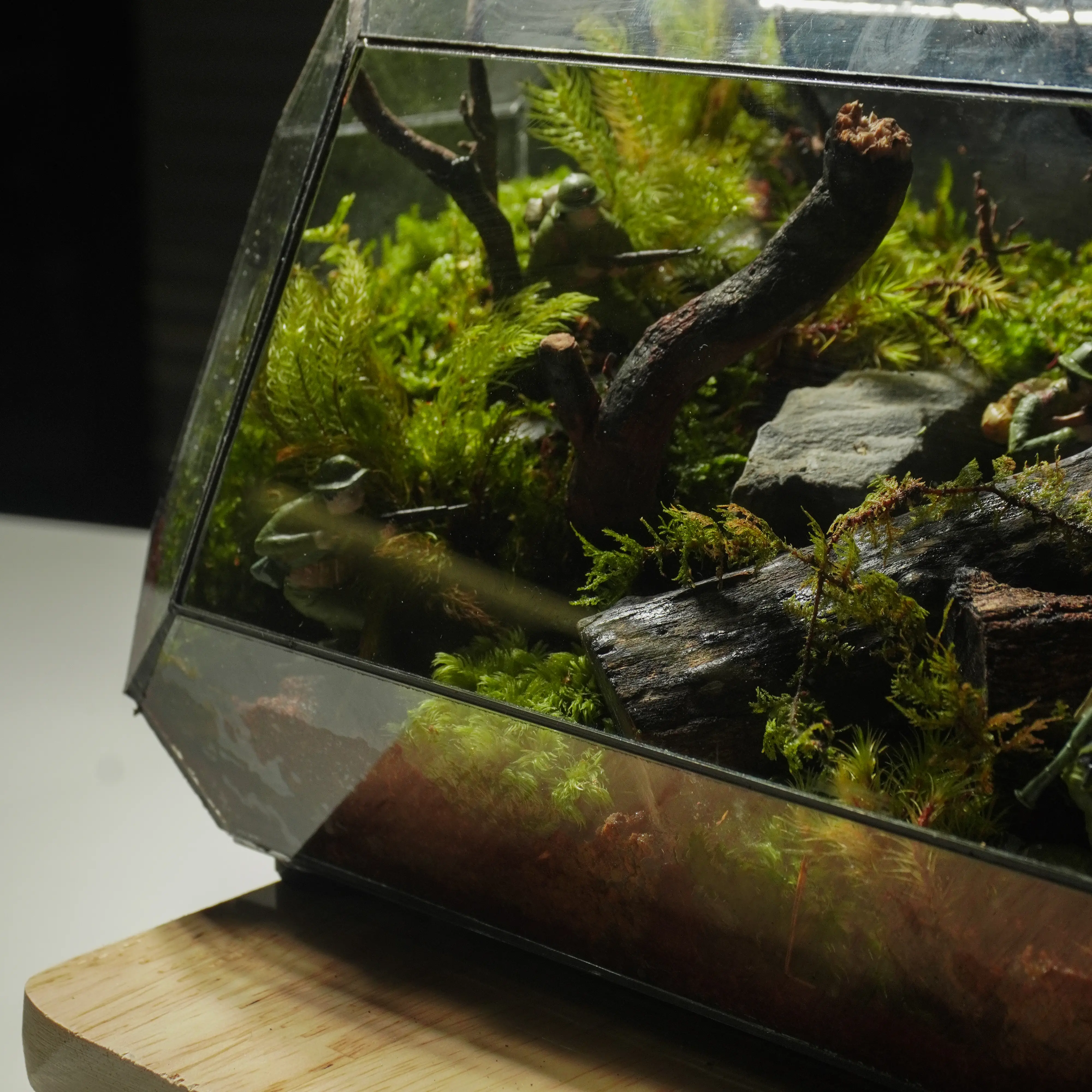 Terrarium Du Kích – Góc rừng ký ức hào hùng Terrarium Du Kích – Góc rừng ký ức hào hùng