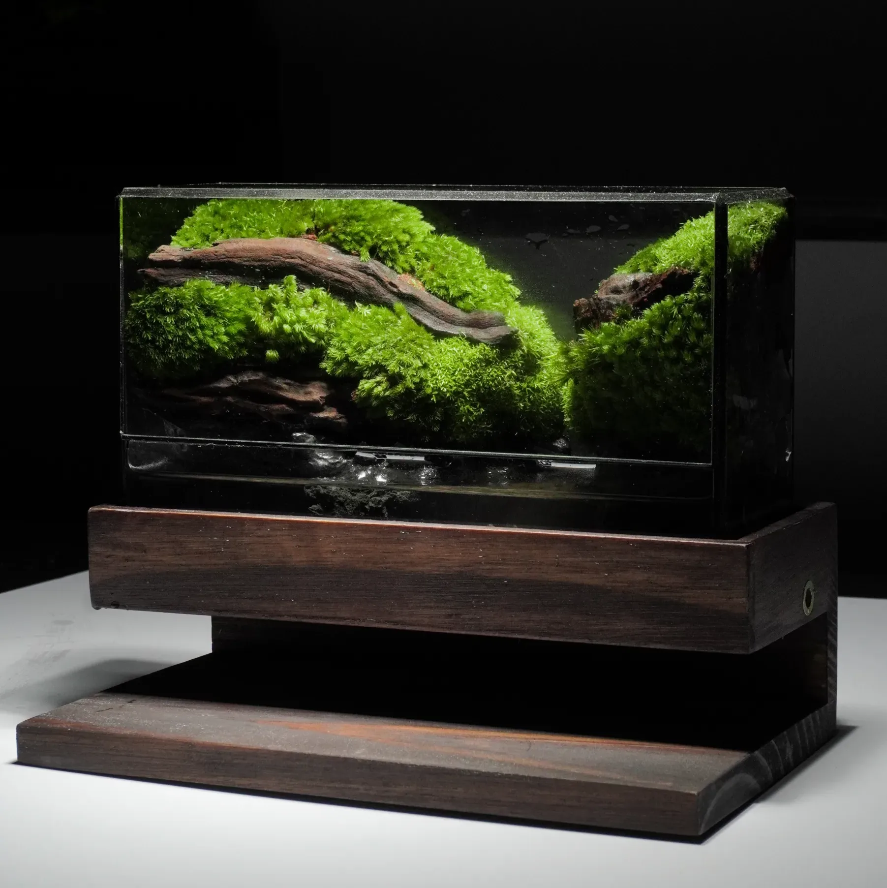 Terrarium Lặng – Kết nối với thiên nhiên qua hơi thở tĩnh tại Terrarium Lặng – Kết nối với thiên nhiên qua hơi thở tĩnh tại