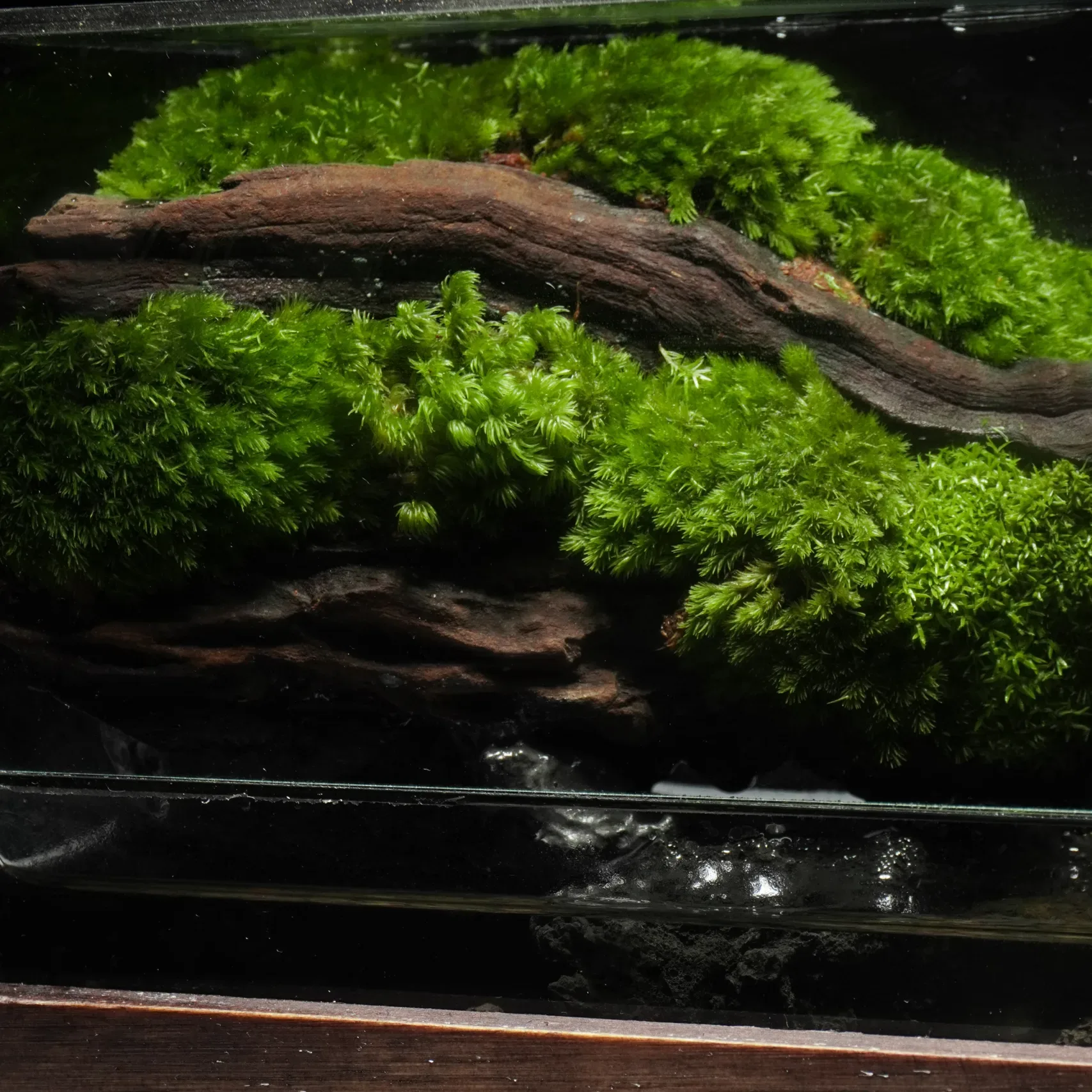 Terrarium Lặng – Kết nối với thiên nhiên qua hơi thở tĩnh tại Terrarium Lặng – Kết nối với thiên nhiên qua hơi thở tĩnh tại