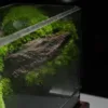 terrarium lặng nghệ thuật chữa lành