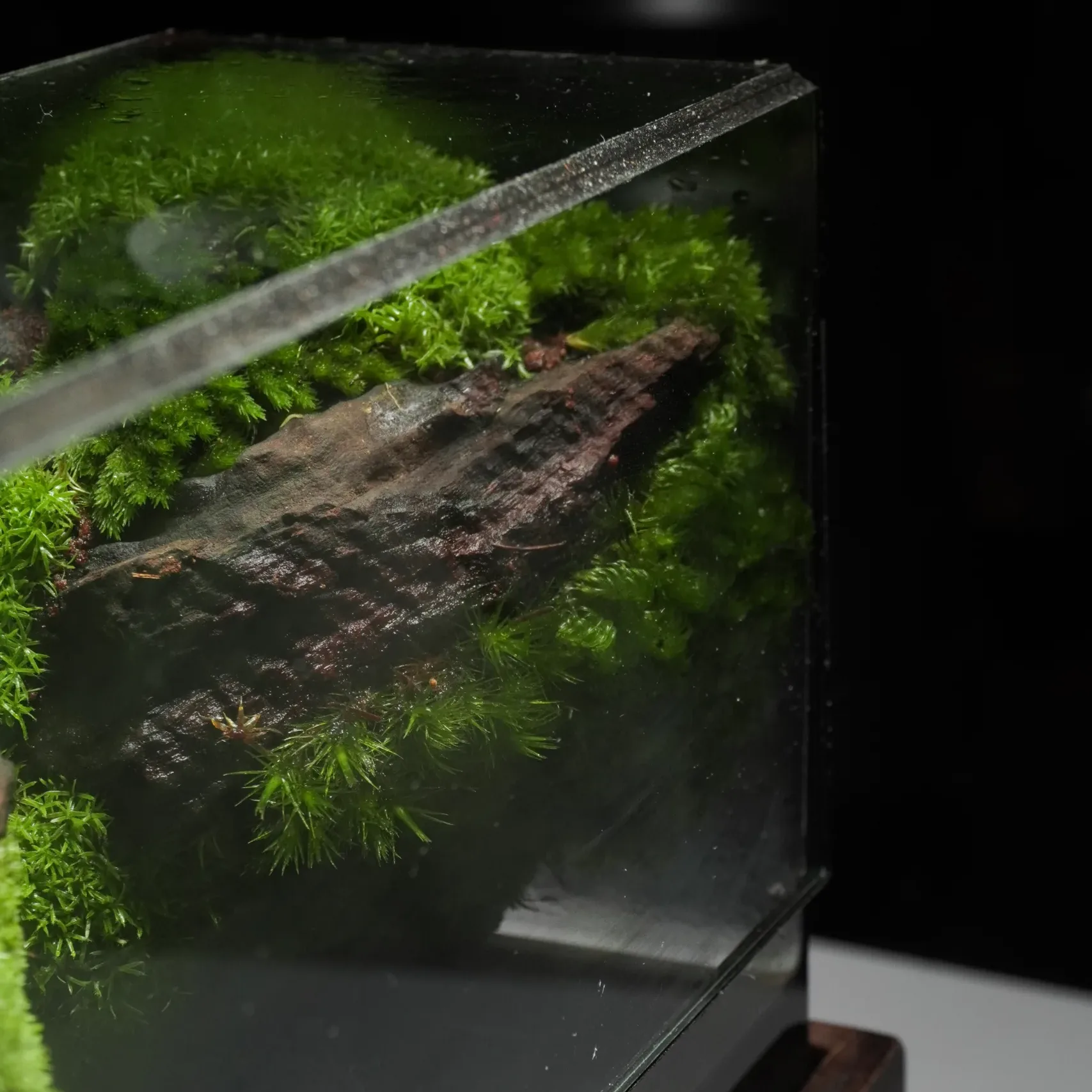 Terrarium Lặng – Kết nối với thiên nhiên qua hơi thở tĩnh tại Terrarium Lặng – Kết nối với thiên nhiên qua hơi thở tĩnh tại