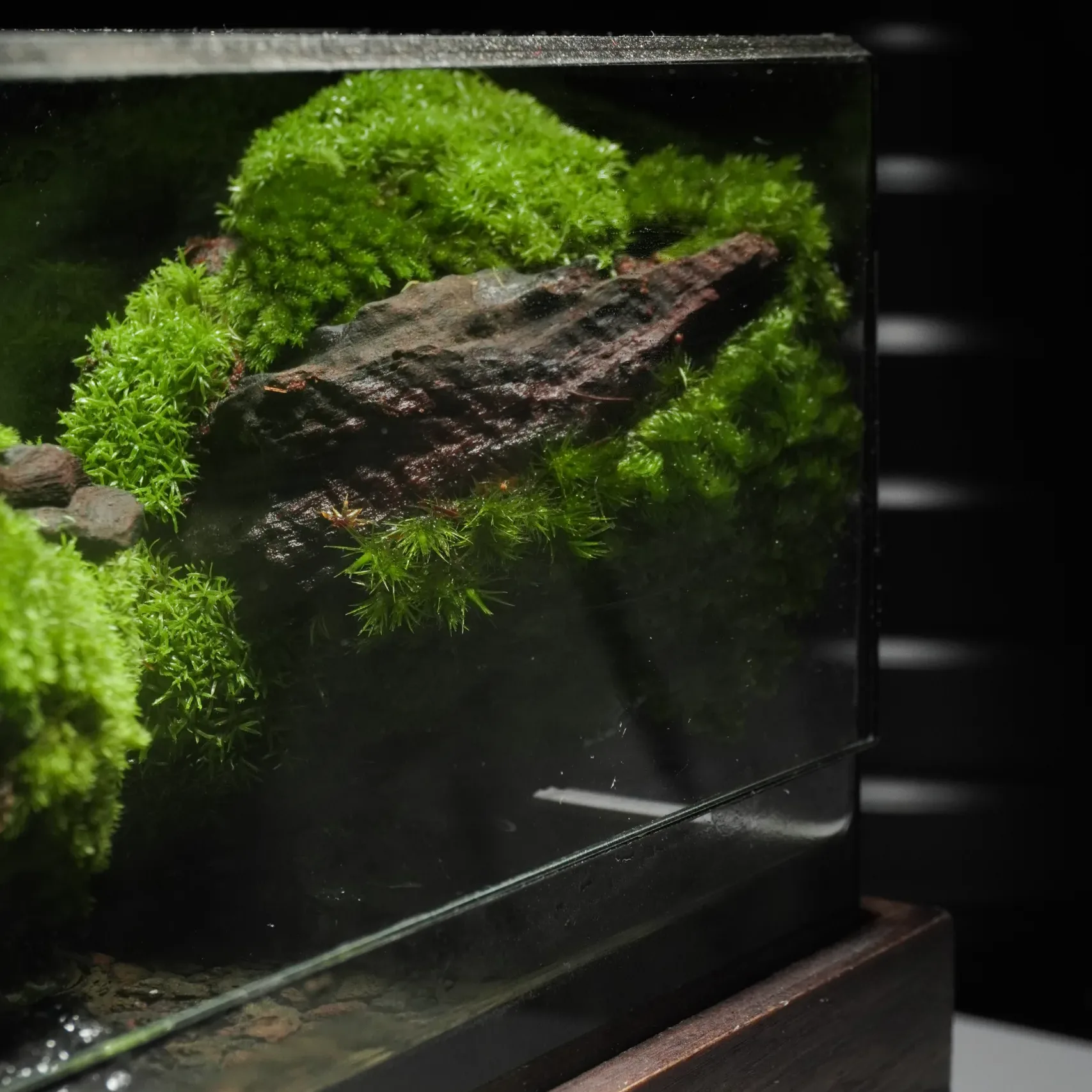 Terrarium Lặng – Kết nối với thiên nhiên qua hơi thở tĩnh tại Terrarium Lặng – Kết nối với thiên nhiên qua hơi thở tĩnh tại