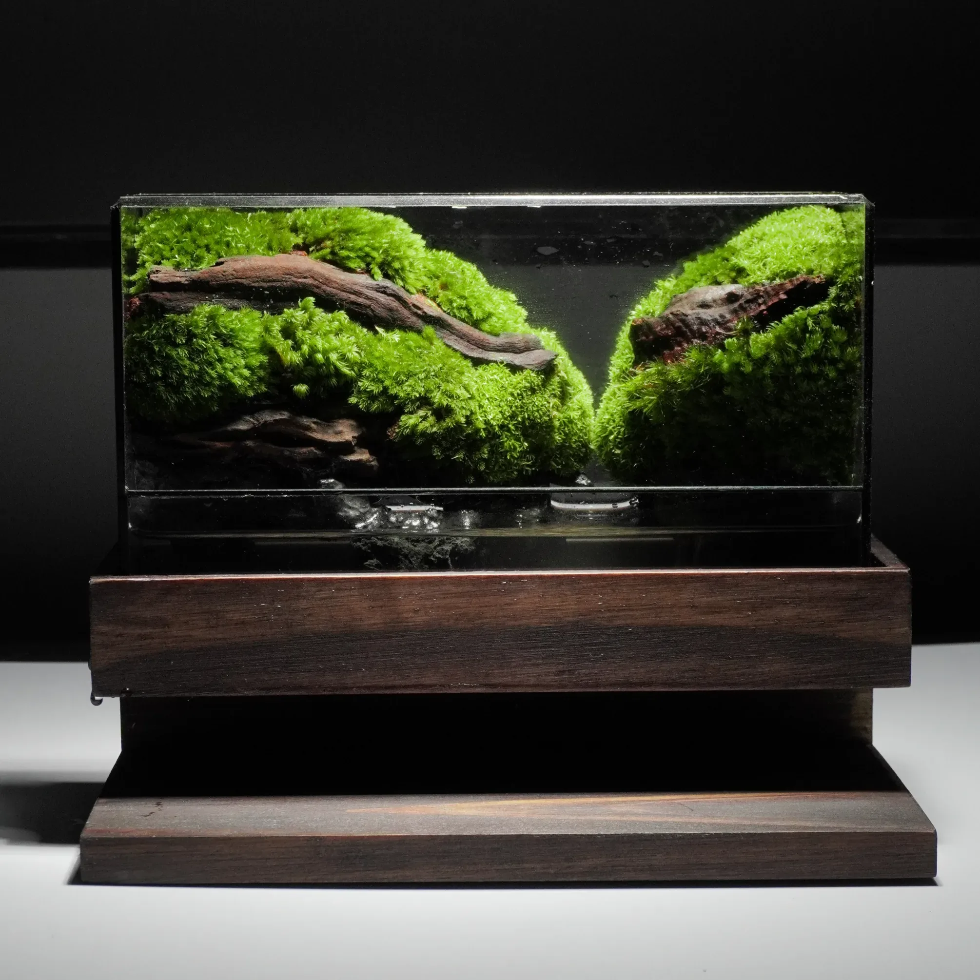 Terrarium Lặng – Kết nối với thiên nhiên qua hơi thở tĩnh tại Terrarium Lặng – Kết nối với thiên nhiên qua hơi thở tĩnh tại
