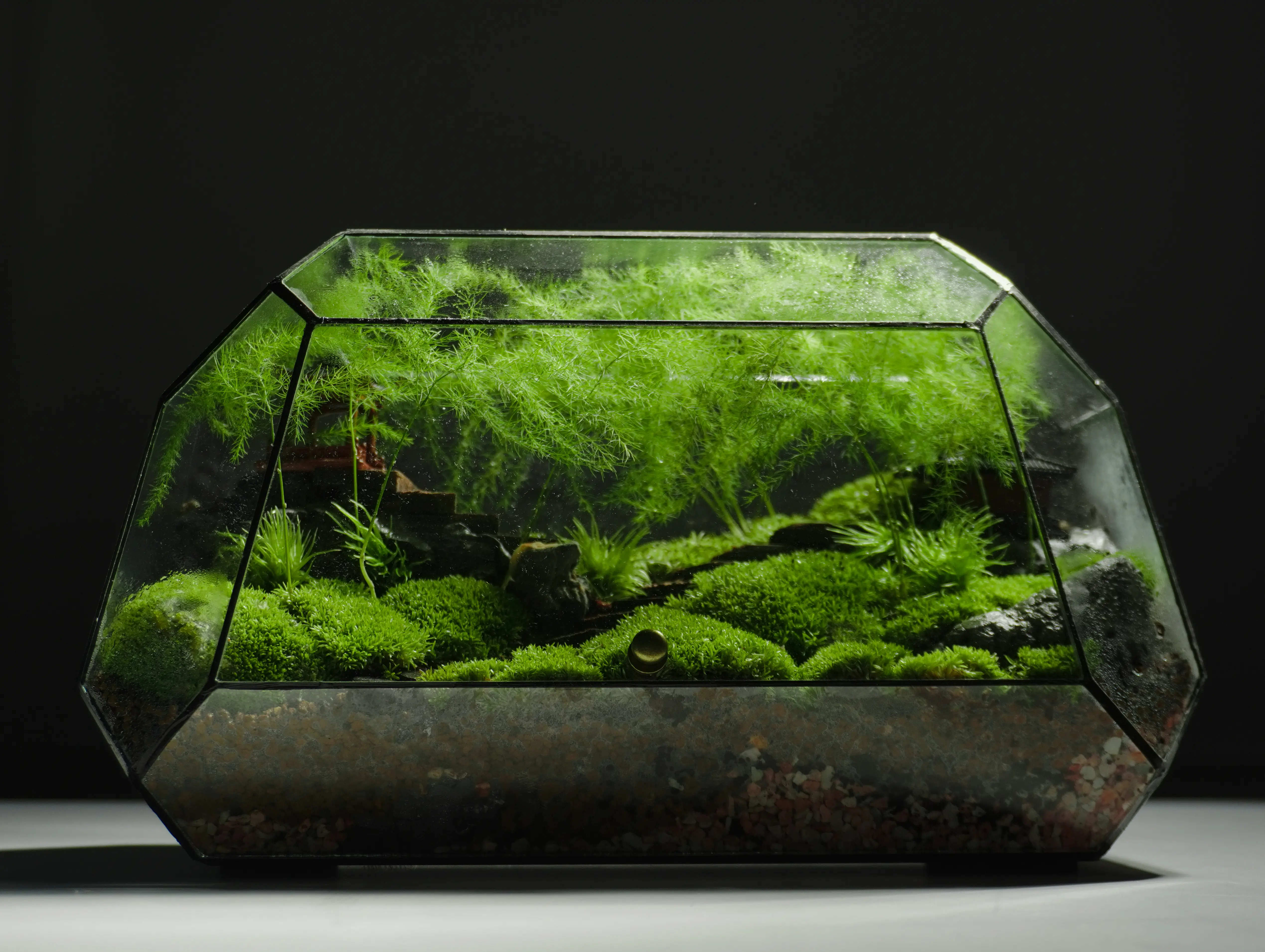 Terrarium là gì?