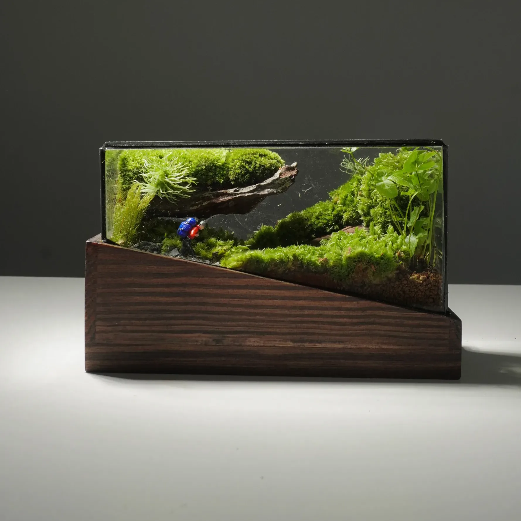 Terrarium Về Rừng – Mini – Một mảnh rừng thu nhỏ Terrarium Về Rừng – Mini – Một mảnh rừng thu nhỏ