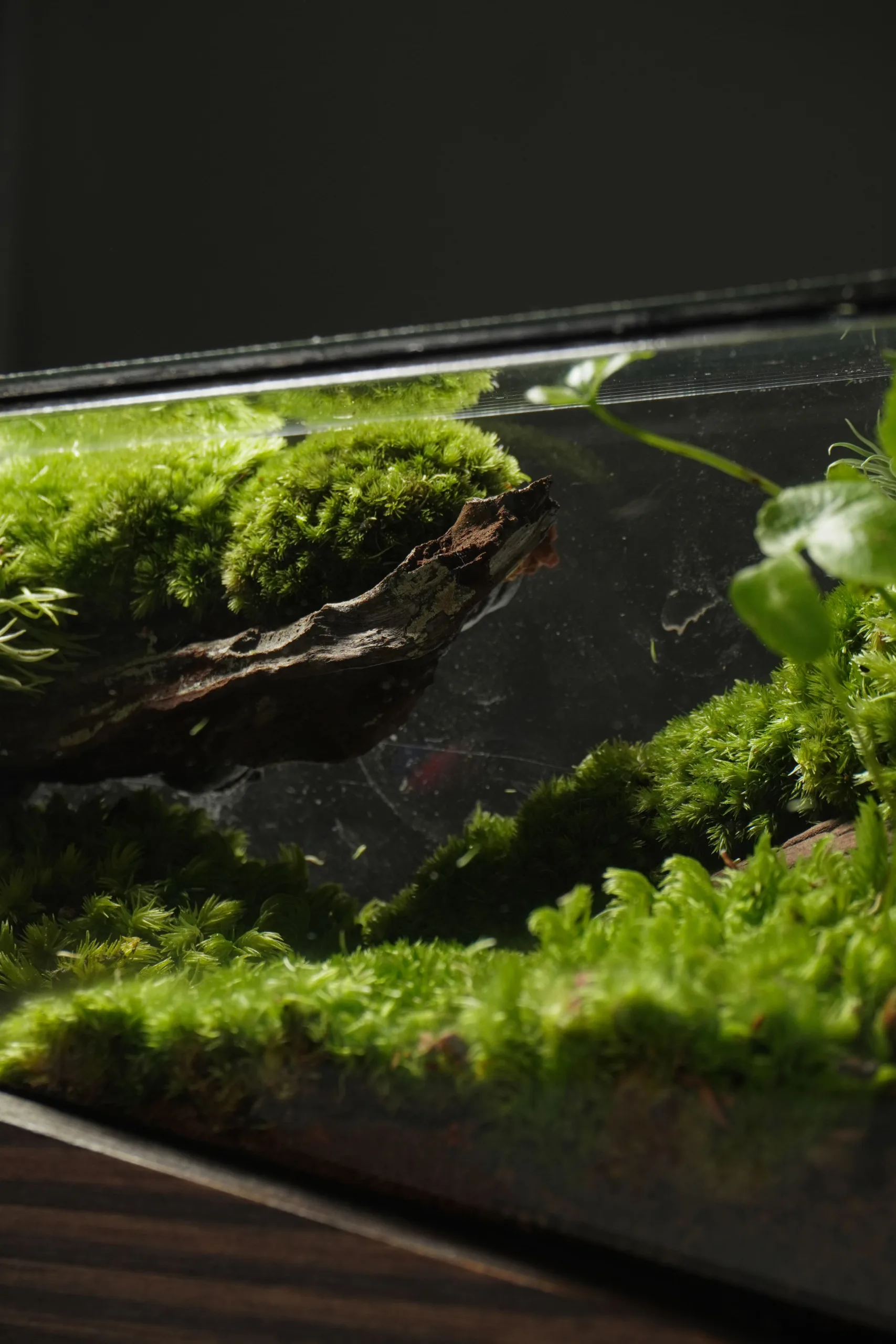 Terrarium Về Rừng – Mini – Một mảnh rừng thu nhỏ Terrarium Về Rừng – Mini – Một mảnh rừng thu nhỏ