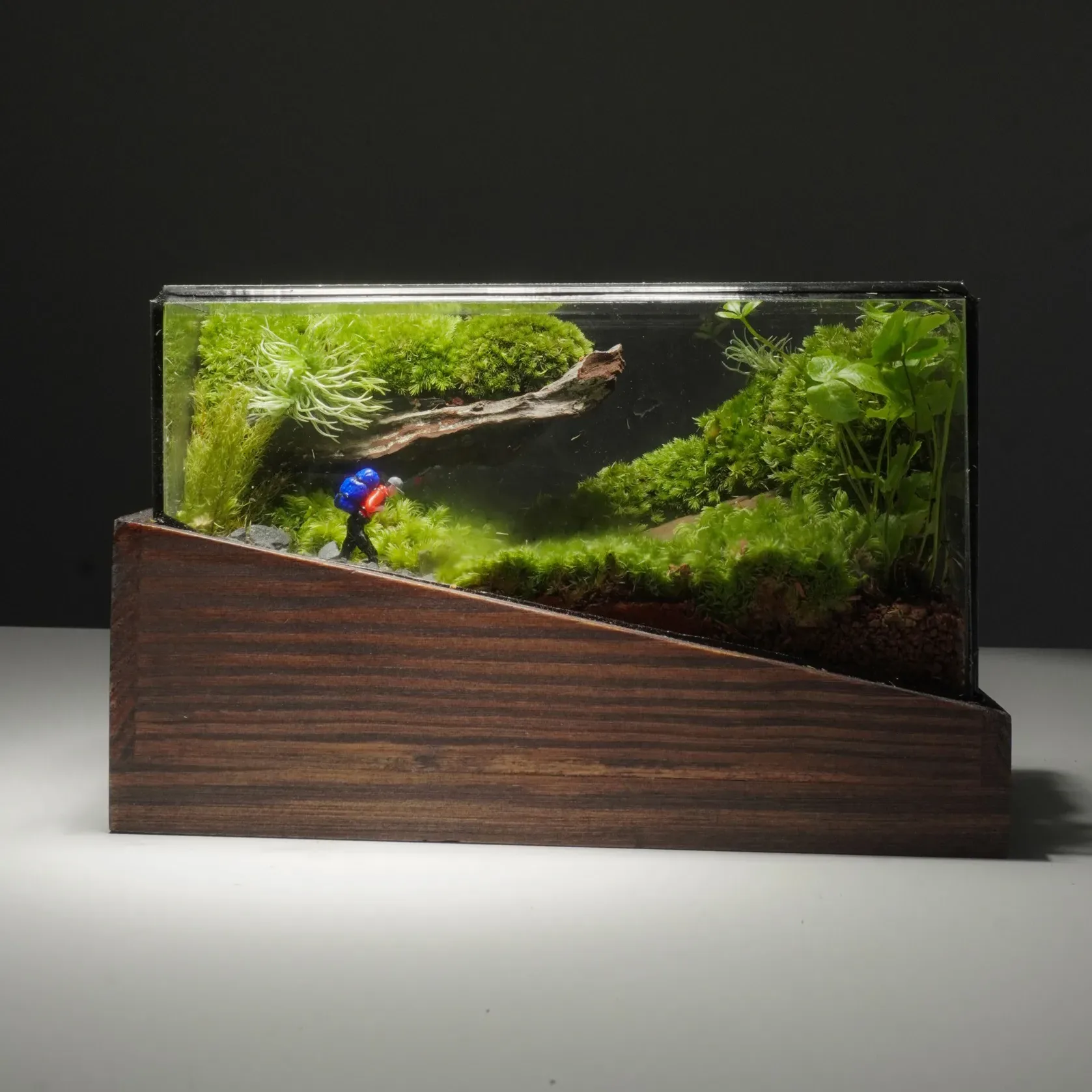 Terrarium Về Rừng – Mini – Một mảnh rừng thu nhỏ Terrarium Về Rừng – Mini – Một mảnh rừng thu nhỏ