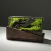 terrarium về rừng