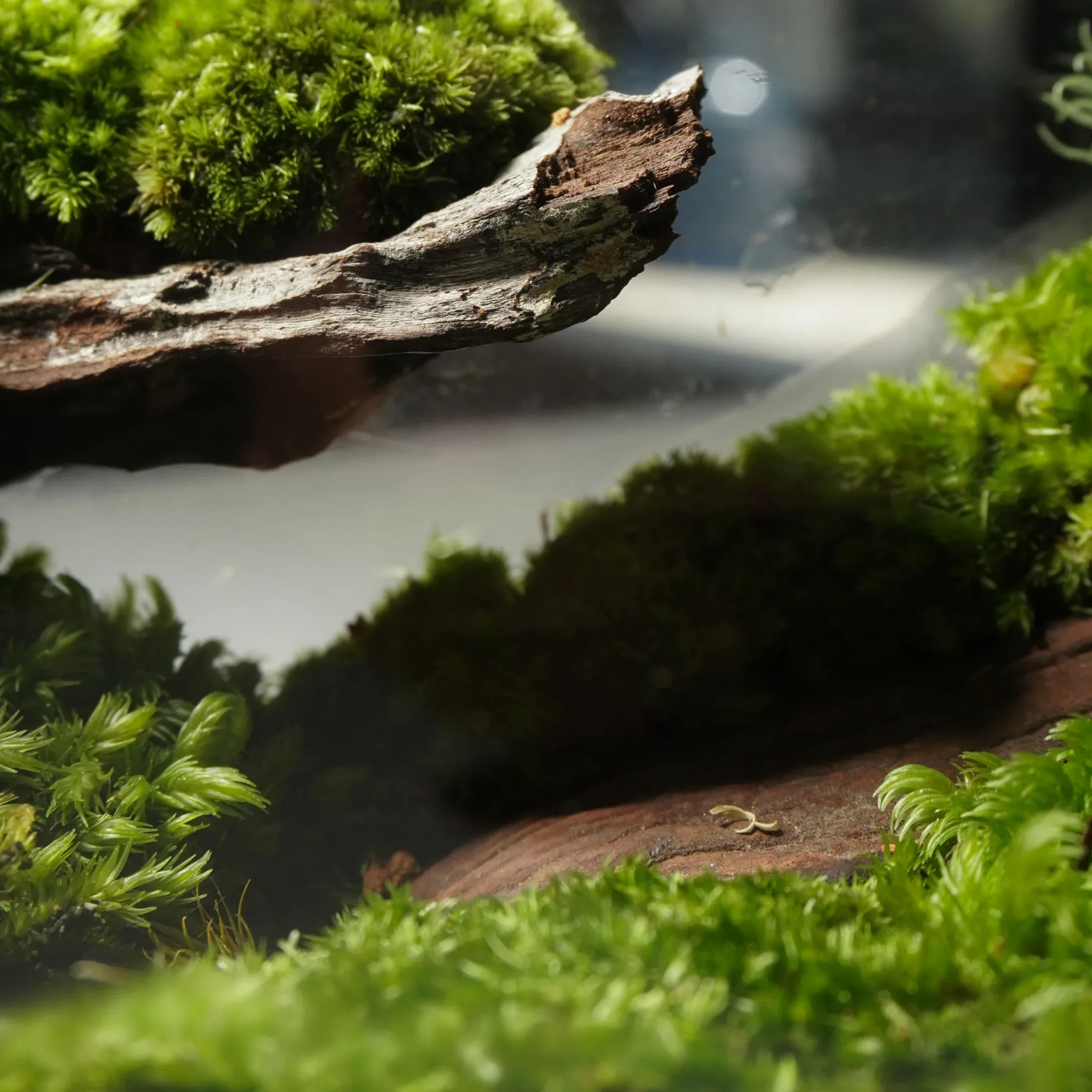 Terrarium Về Rừng – Mini – Một mảnh rừng thu nhỏ Terrarium Về Rừng – Mini – Một mảnh rừng thu nhỏ