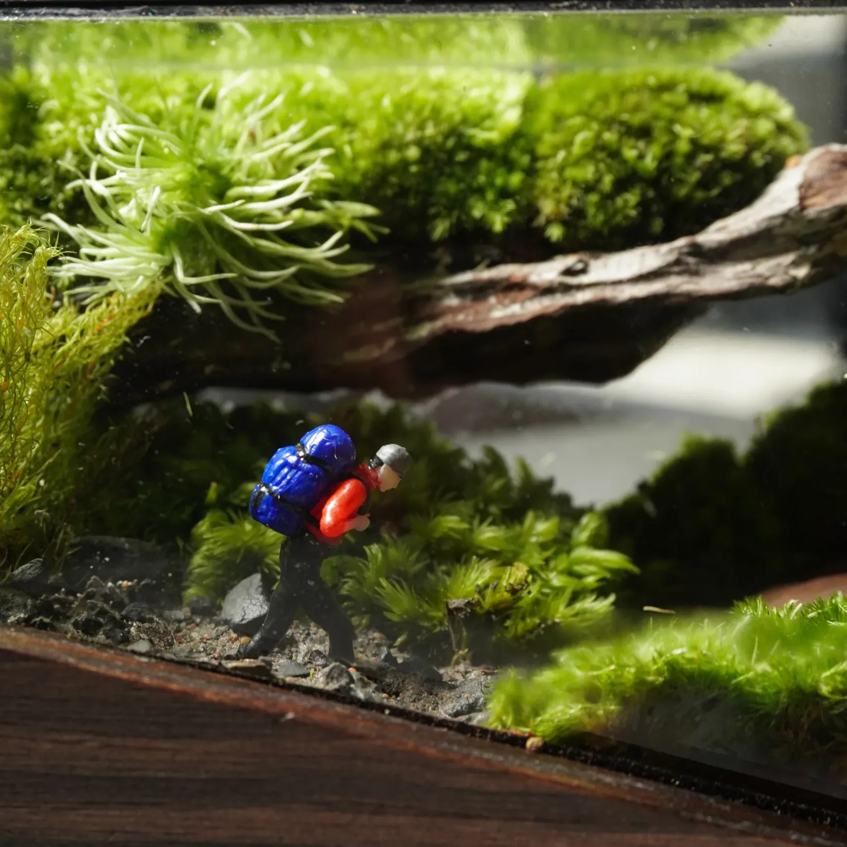 Terrarium Về Rừng – Mini – Một mảnh rừng thu nhỏ Terrarium Về Rừng – Mini – Một mảnh rừng thu nhỏ