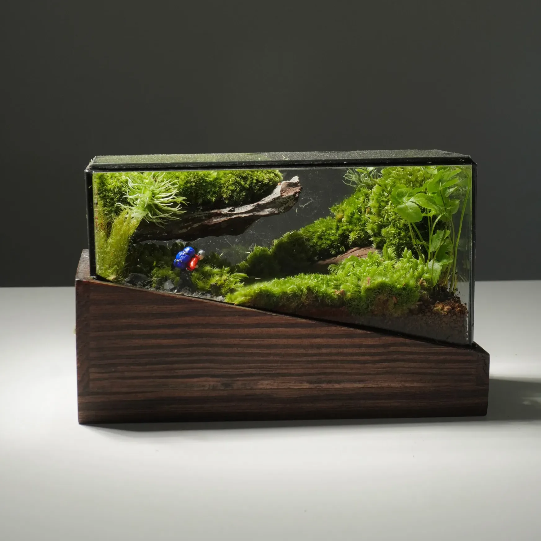 Terrarium Về Rừng – Mini – Một mảnh rừng thu nhỏ Terrarium Về Rừng – Mini – Một mảnh rừng thu nhỏ