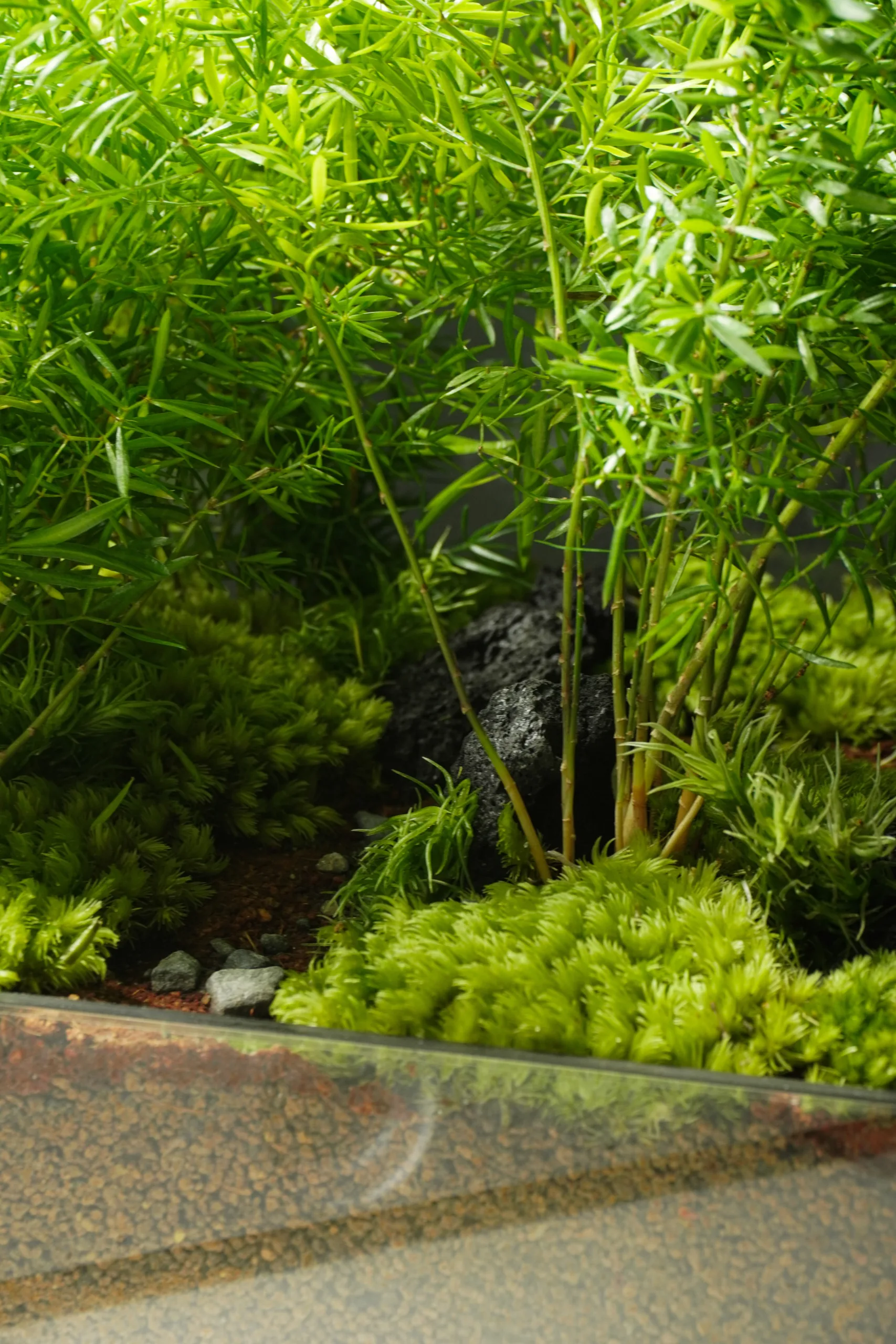 Terrarium Đường Về 2.0 – Mỗi bước chậm, là một bước trở về Terrarium Đường Về 2.0 – Mỗi bước chậm, là một bước trở về