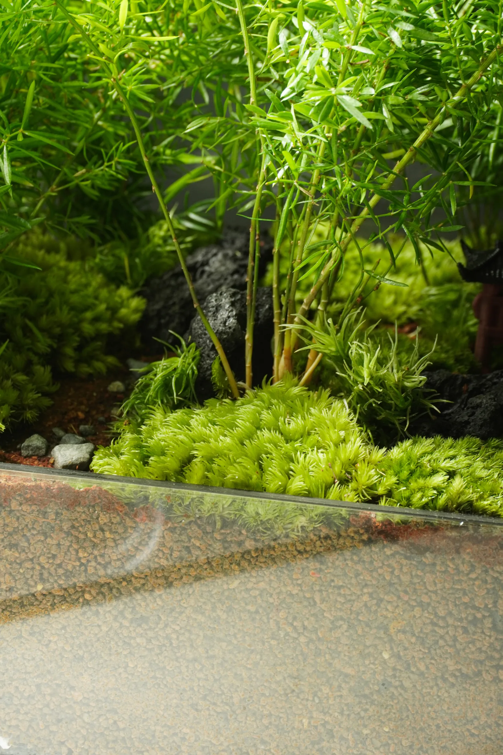 Terrarium Đường Về 2.0 – Mỗi bước chậm, là một bước trở về Terrarium Đường Về 2.0 – Mỗi bước chậm, là một bước trở về