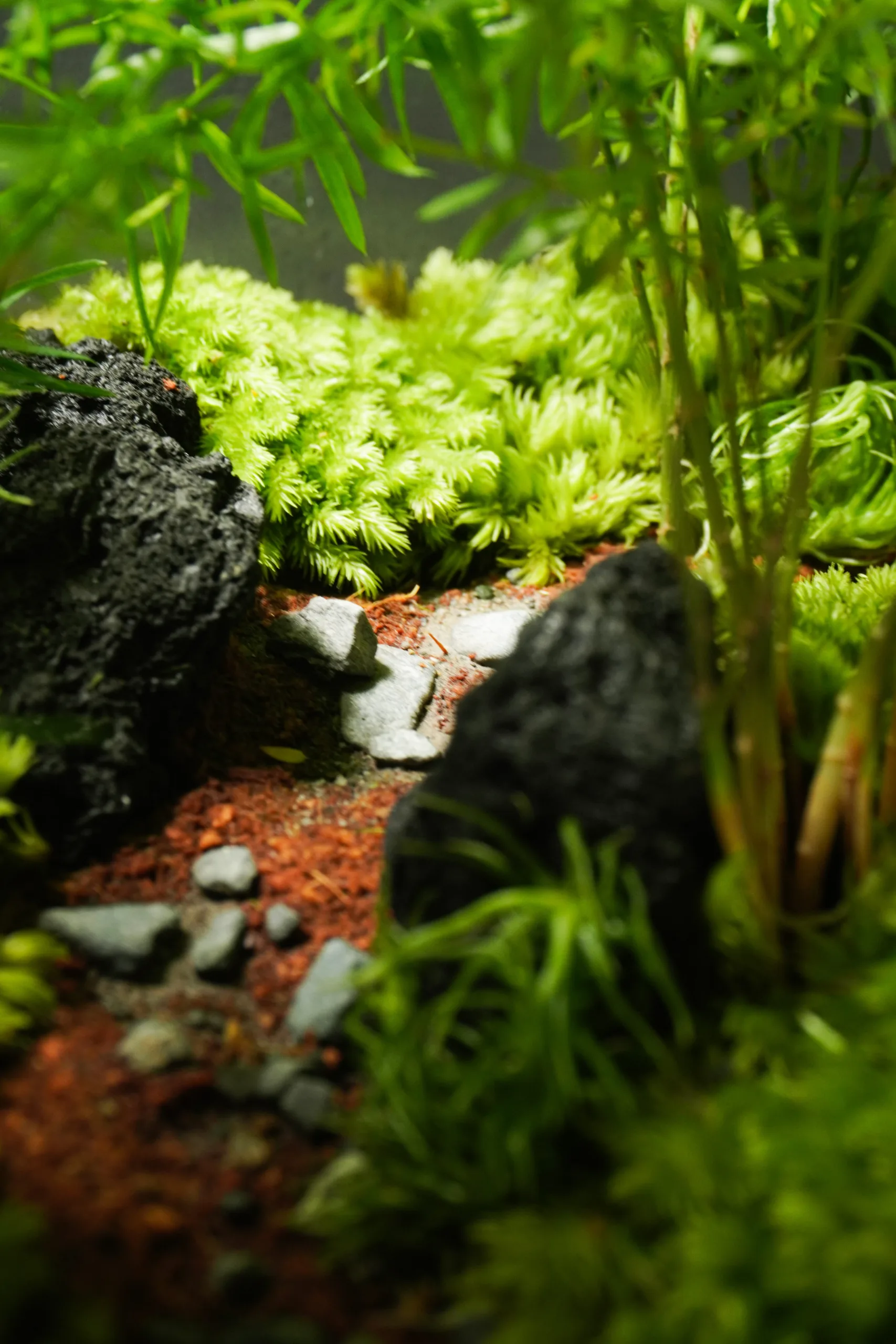 Terrarium Đường Về 2.0 – Mỗi bước chậm, là một bước trở về Terrarium Đường Về 2.0 – Mỗi bước chậm, là một bước trở về
