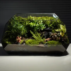 terrarium nhà trong rừng nghệ thuật