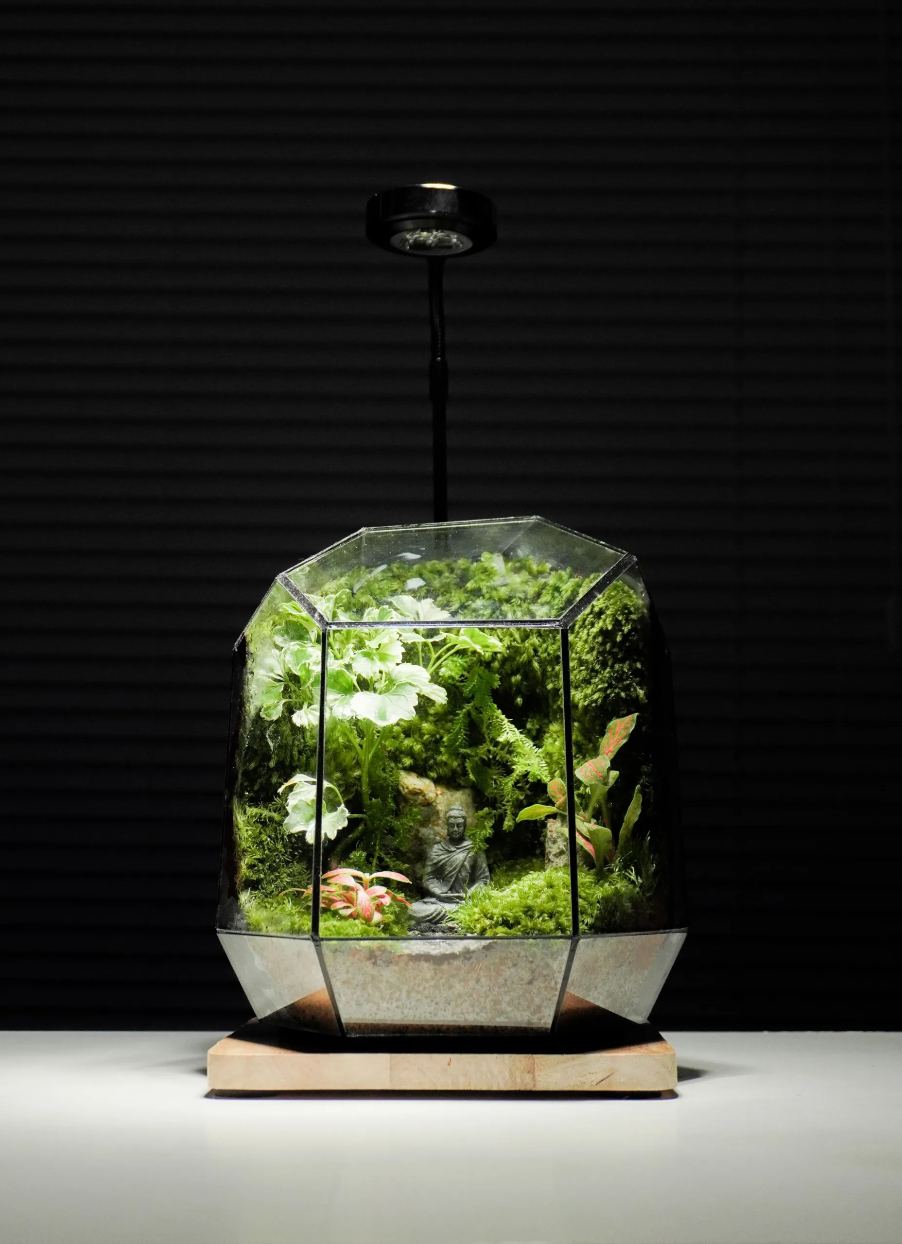 Terrarium Tâm Ngộ – Khi ta gặp lại chính mình dưới tán cây xưa Terrarium Tâm Ngộ – Khi ta gặp lại chính mình dưới tán cây xưa