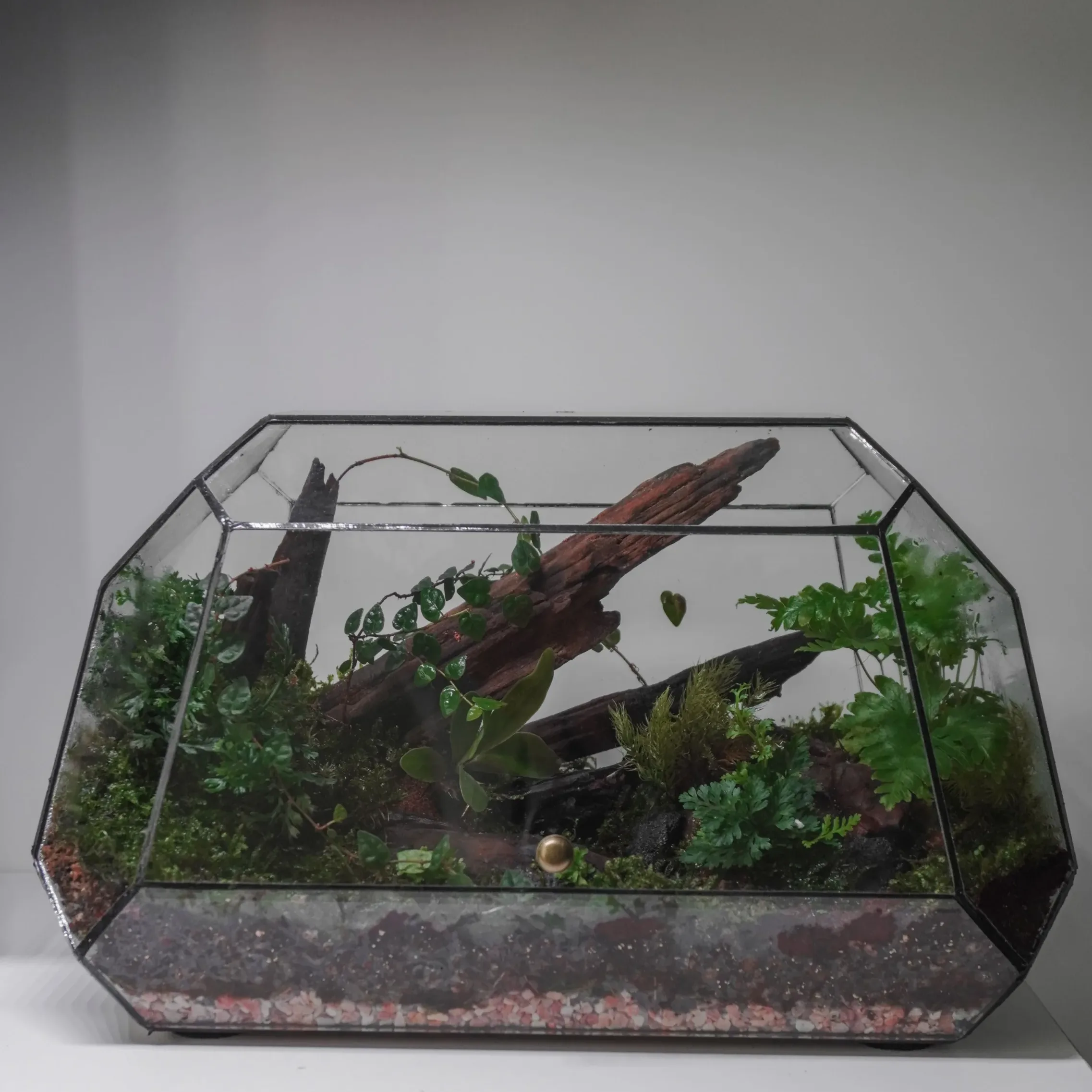 Terrarium Rừng Nhiệt Đới – Hơi thở rừng sâu giữa lòng phố thị Terrarium Rừng Nhiệt Đới – Hơi thở rừng sâu giữa lòng phố thị