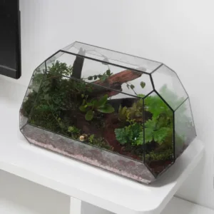 Terrarium Rừng Nhiệt Đới – Hơi thở rừng sâu giữa lòng phố thị-10 Terrarium Rừng Nhiệt Đới – Hơi thở rừng sâu giữa lòng phố thị-10