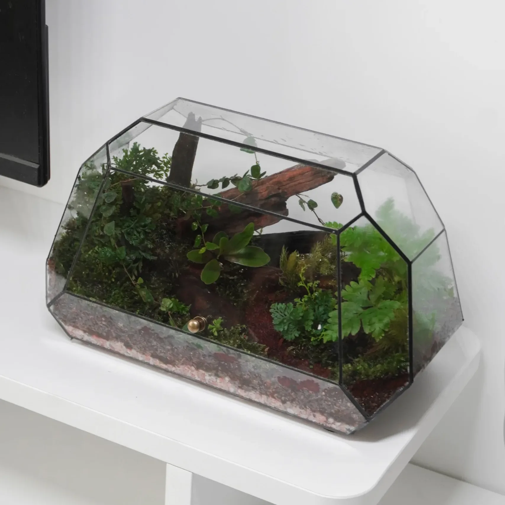 Terrarium Rừng Nhiệt Đới – Hơi thở rừng sâu giữa lòng phố thị Terrarium Rừng Nhiệt Đới – Hơi thở rừng sâu giữa lòng phố thị