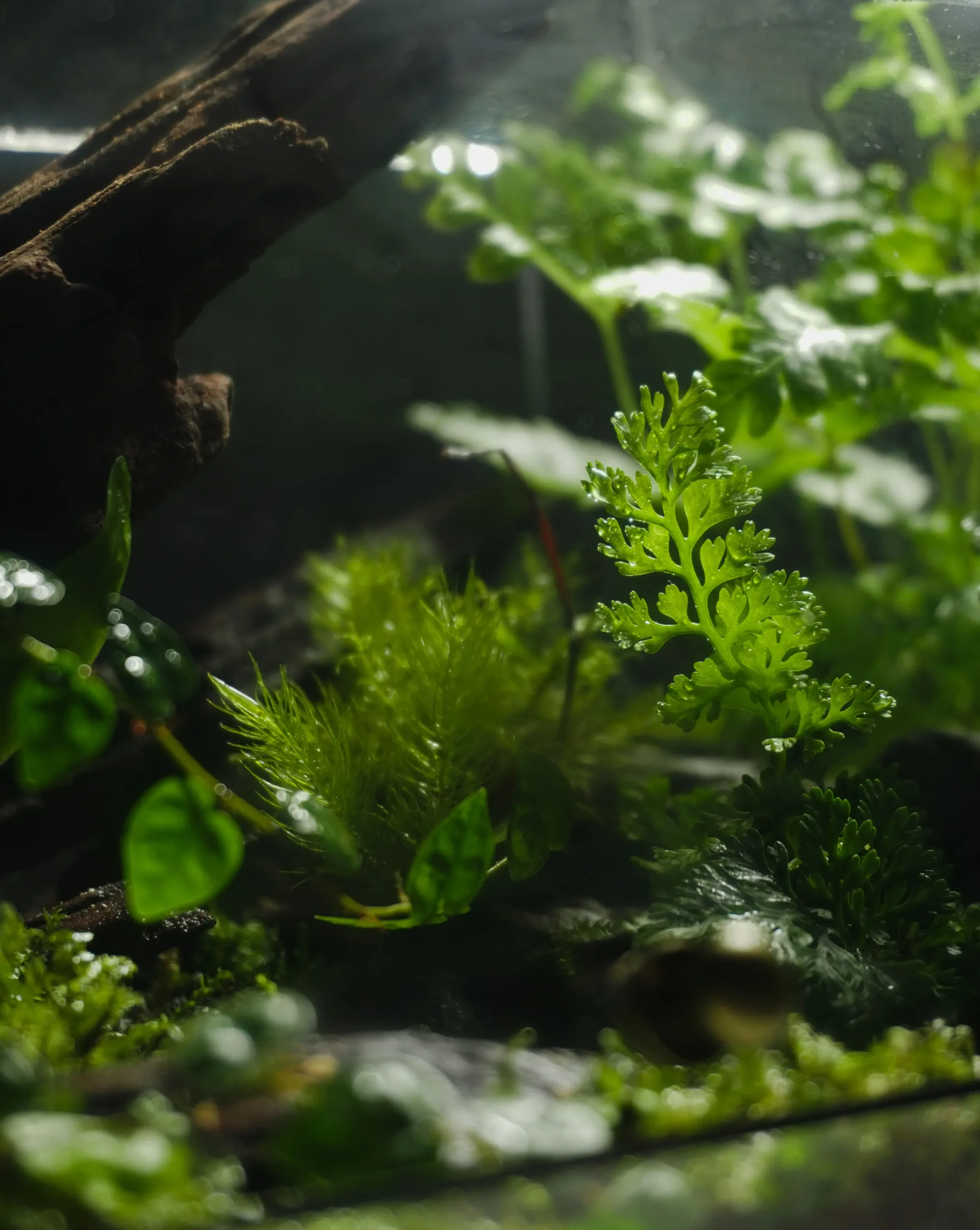 Terrarium Rừng Nhiệt Đới – Hơi thở rừng sâu giữa lòng phố thị Terrarium Rừng Nhiệt Đới – Hơi thở rừng sâu giữa lòng phố thị