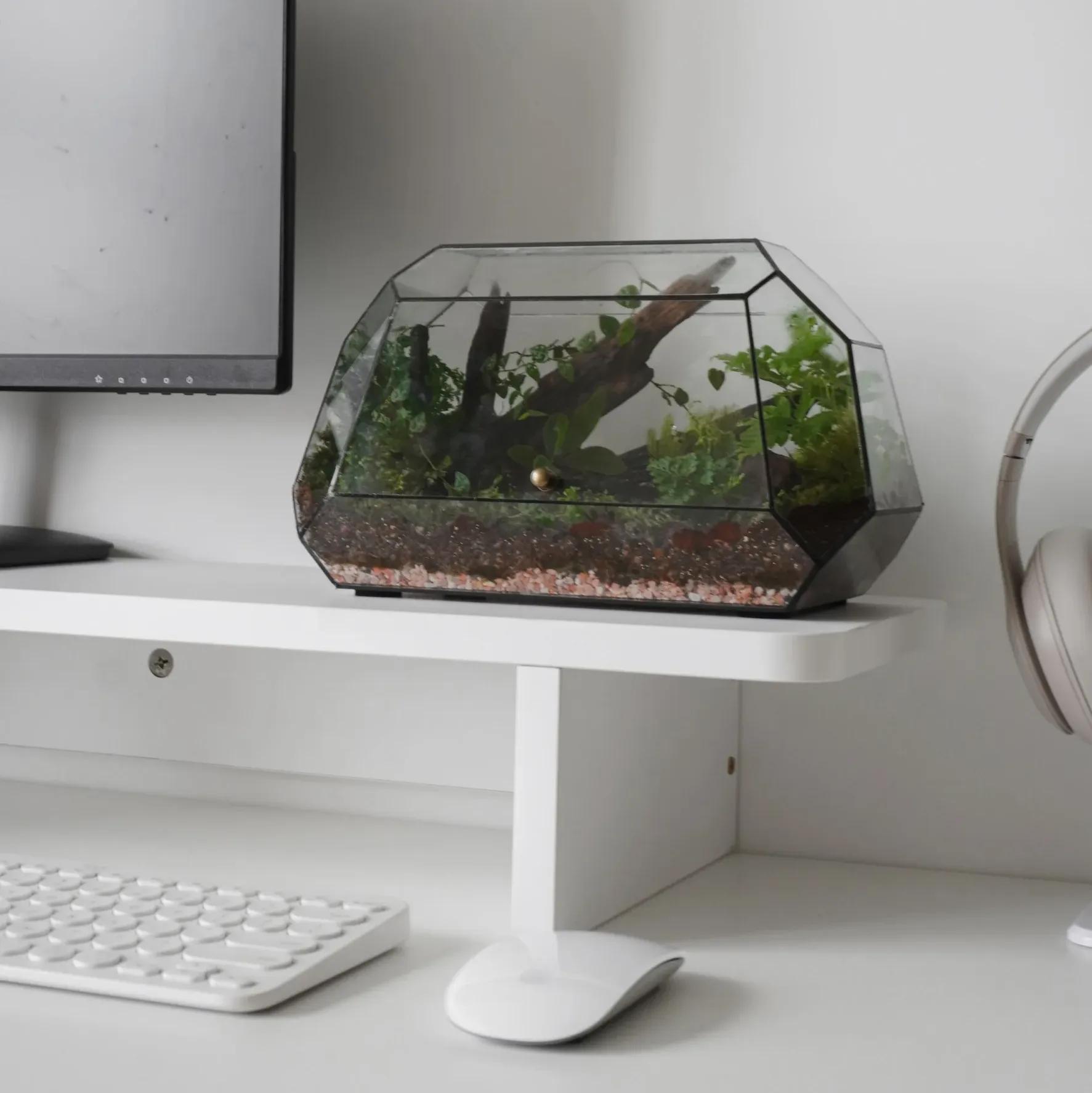 Terrarium Rừng Nhiệt Đới – Hơi thở rừng sâu giữa lòng phố thị Terrarium Rừng Nhiệt Đới – Hơi thở rừng sâu giữa lòng phố thị