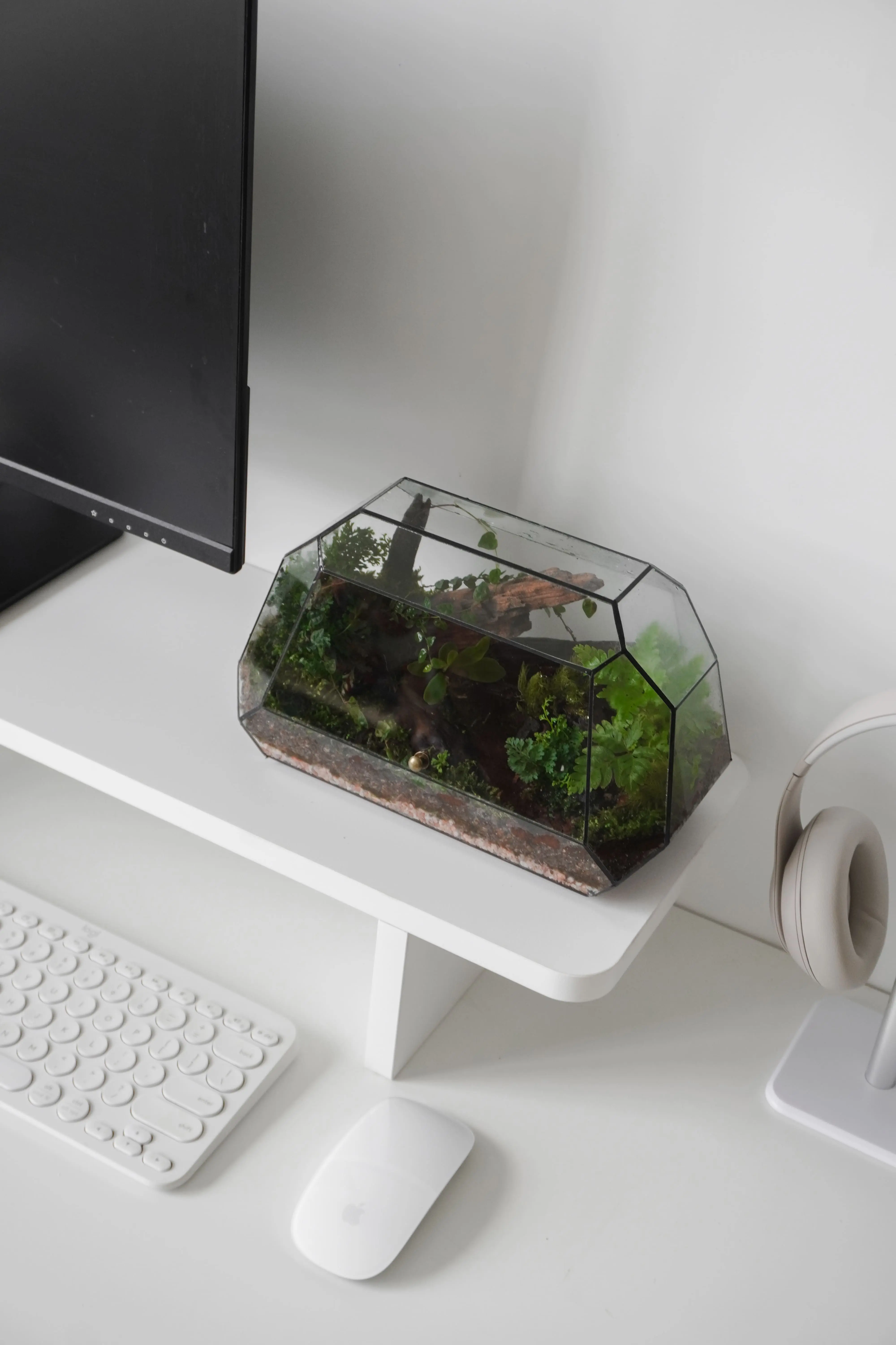 Terrarium Rừng Nhiệt Đới – Hơi thở rừng sâu giữa lòng phố thị Terrarium Rừng Nhiệt Đới – Hơi thở rừng sâu giữa lòng phố thị