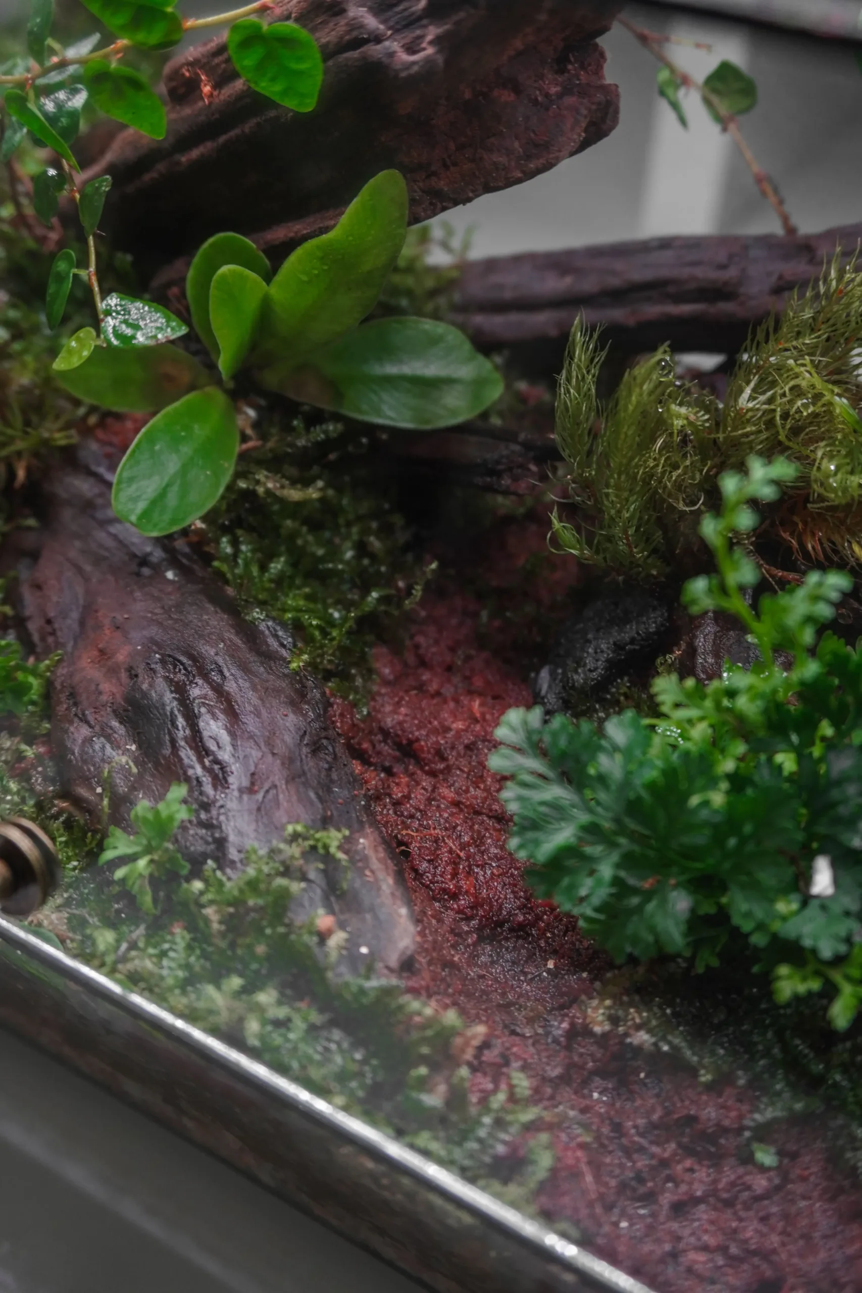 Terrarium Rừng Nhiệt Đới – Hơi thở rừng sâu giữa lòng phố thị Terrarium Rừng Nhiệt Đới – Hơi thở rừng sâu giữa lòng phố thị