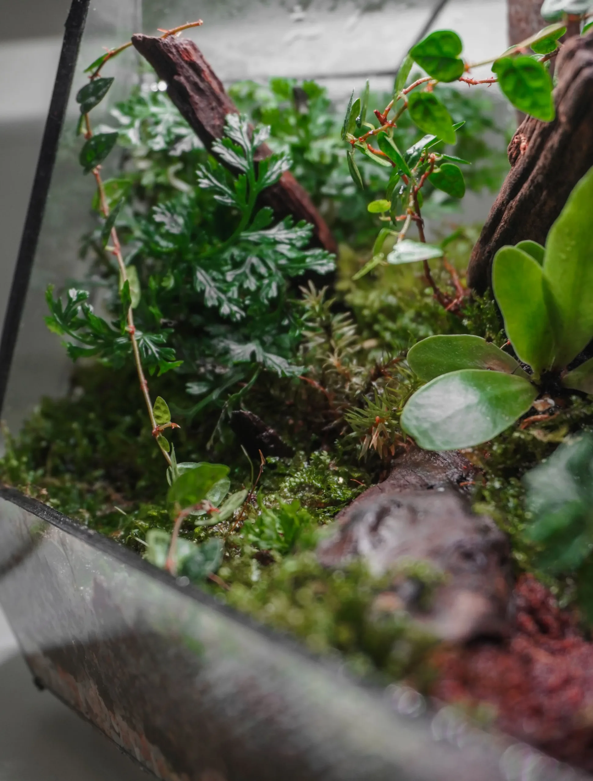 Terrarium Rừng Nhiệt Đới – Hơi thở rừng sâu giữa lòng phố thị Terrarium Rừng Nhiệt Đới – Hơi thở rừng sâu giữa lòng phố thị