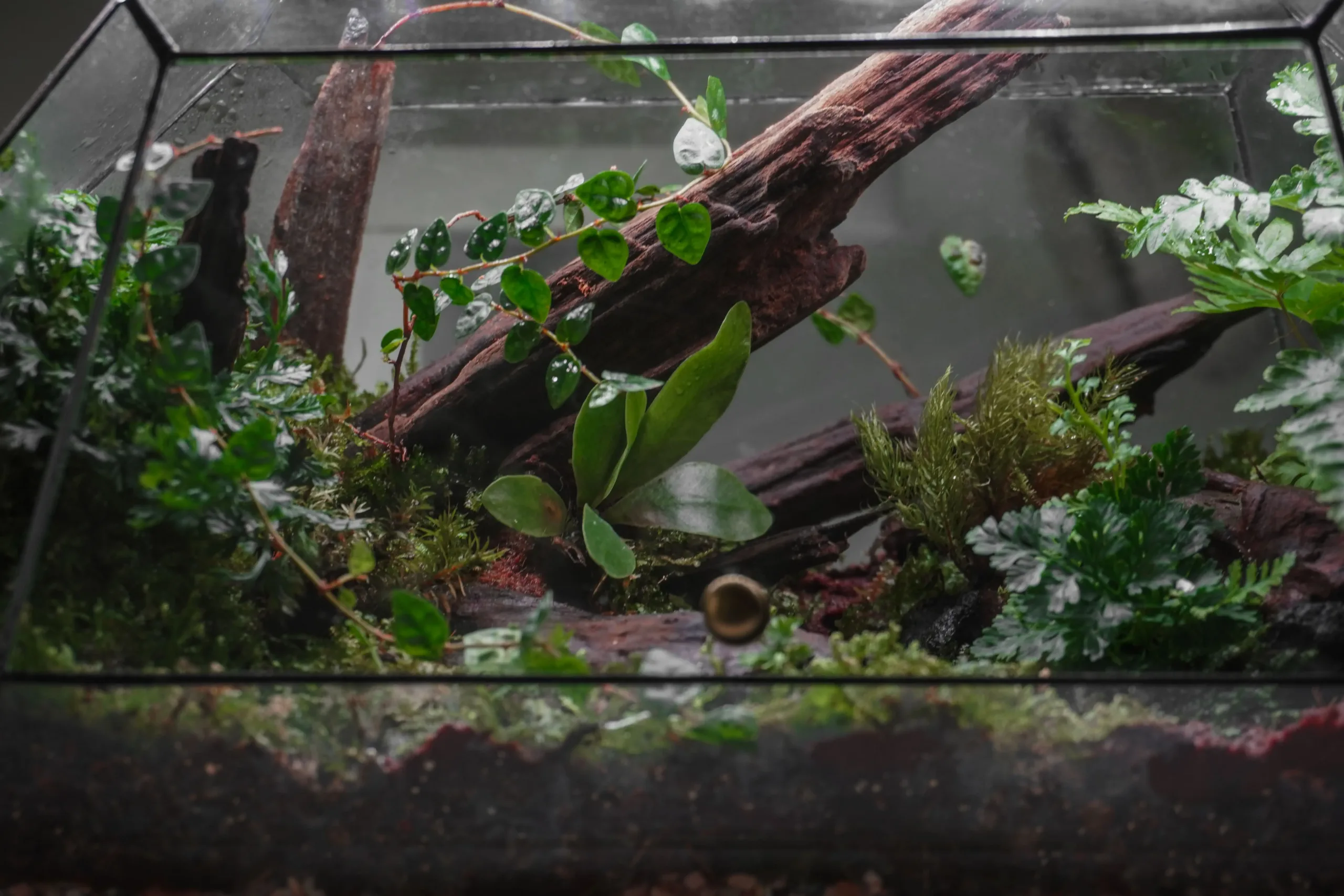 Terrarium Rừng Nhiệt Đới – Hơi thở rừng sâu giữa lòng phố thị Terrarium Rừng Nhiệt Đới – Hơi thở rừng sâu giữa lòng phố thị
