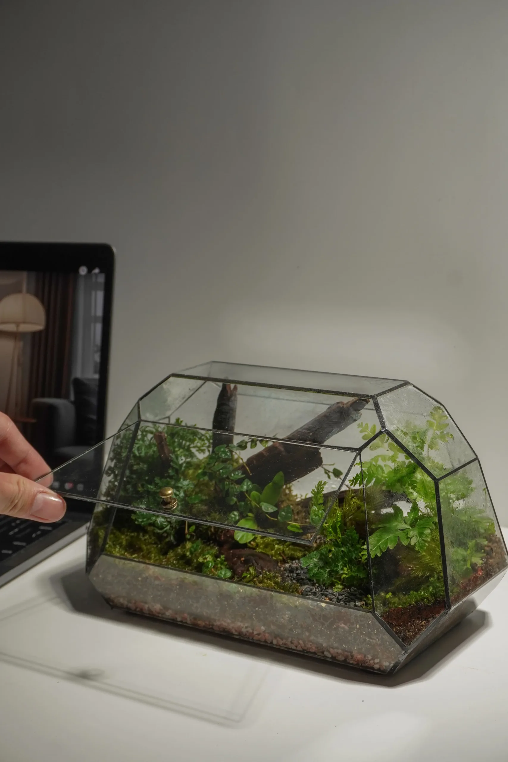 Terrarium Rừng Nhiệt Đới – Hơi thở rừng sâu giữa lòng phố thị Terrarium Rừng Nhiệt Đới – Hơi thở rừng sâu giữa lòng phố thị