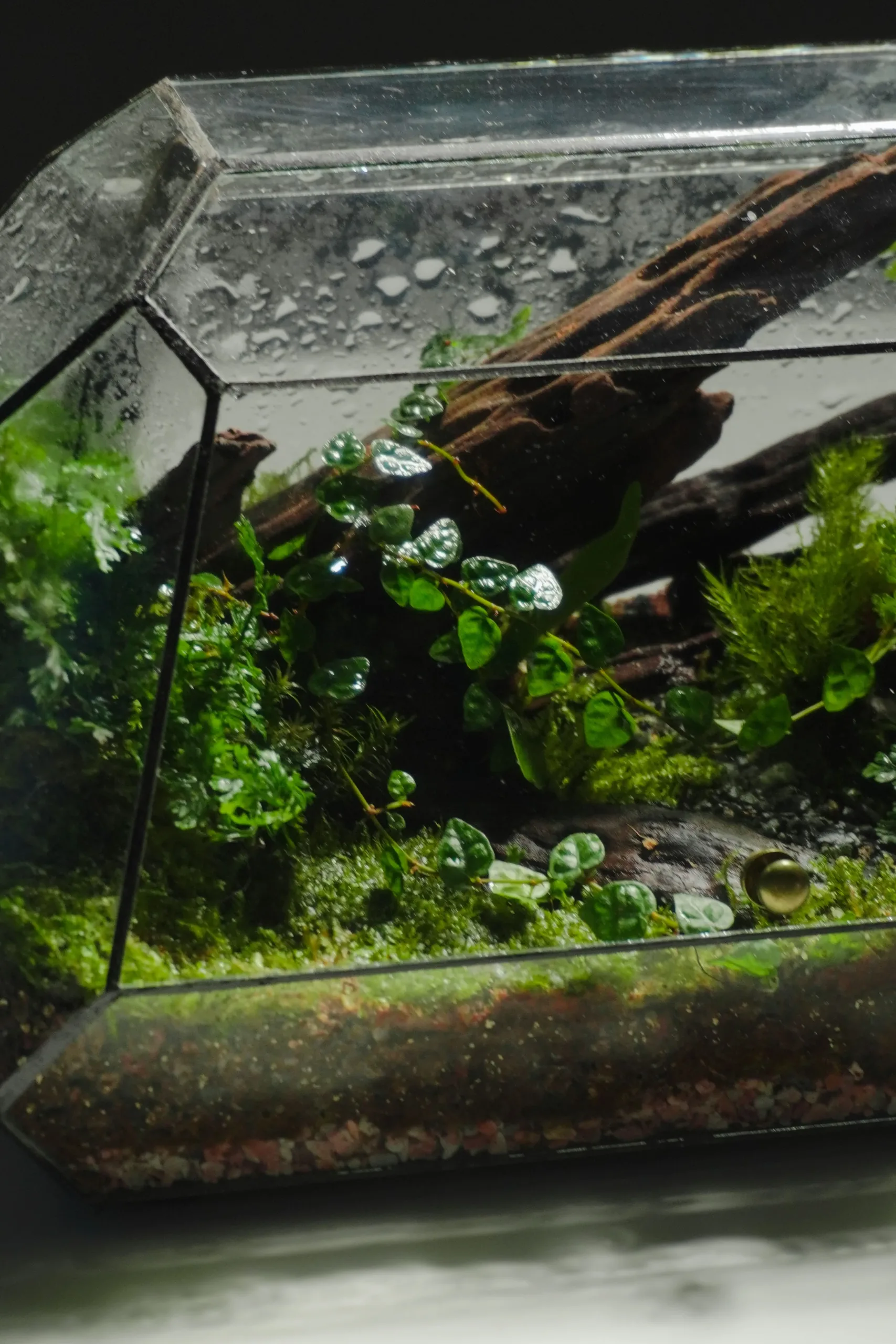 Terrarium Rừng Nhiệt Đới – Hơi thở rừng sâu giữa lòng phố thị Terrarium Rừng Nhiệt Đới – Hơi thở rừng sâu giữa lòng phố thị