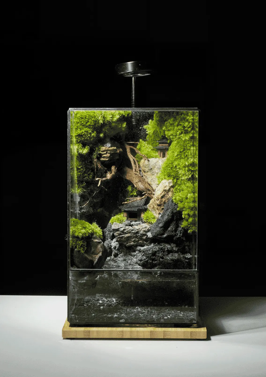 Terrarium Cheo Veo – Đứng giữa rìa thế giới, vẫn chọn sống xanh Terrarium Cheo Veo – Đứng giữa rìa thế giới, vẫn chọn sống xanh