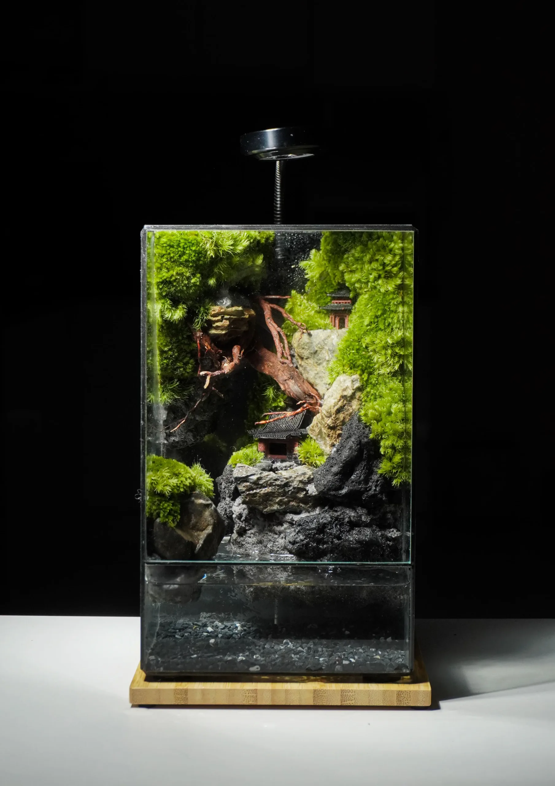 Terrarium Cheo Veo – Đứng giữa rìa thế giới, vẫn chọn sống xanh Terrarium Cheo Veo – Đứng giữa rìa thế giới, vẫn chọn sống xanh