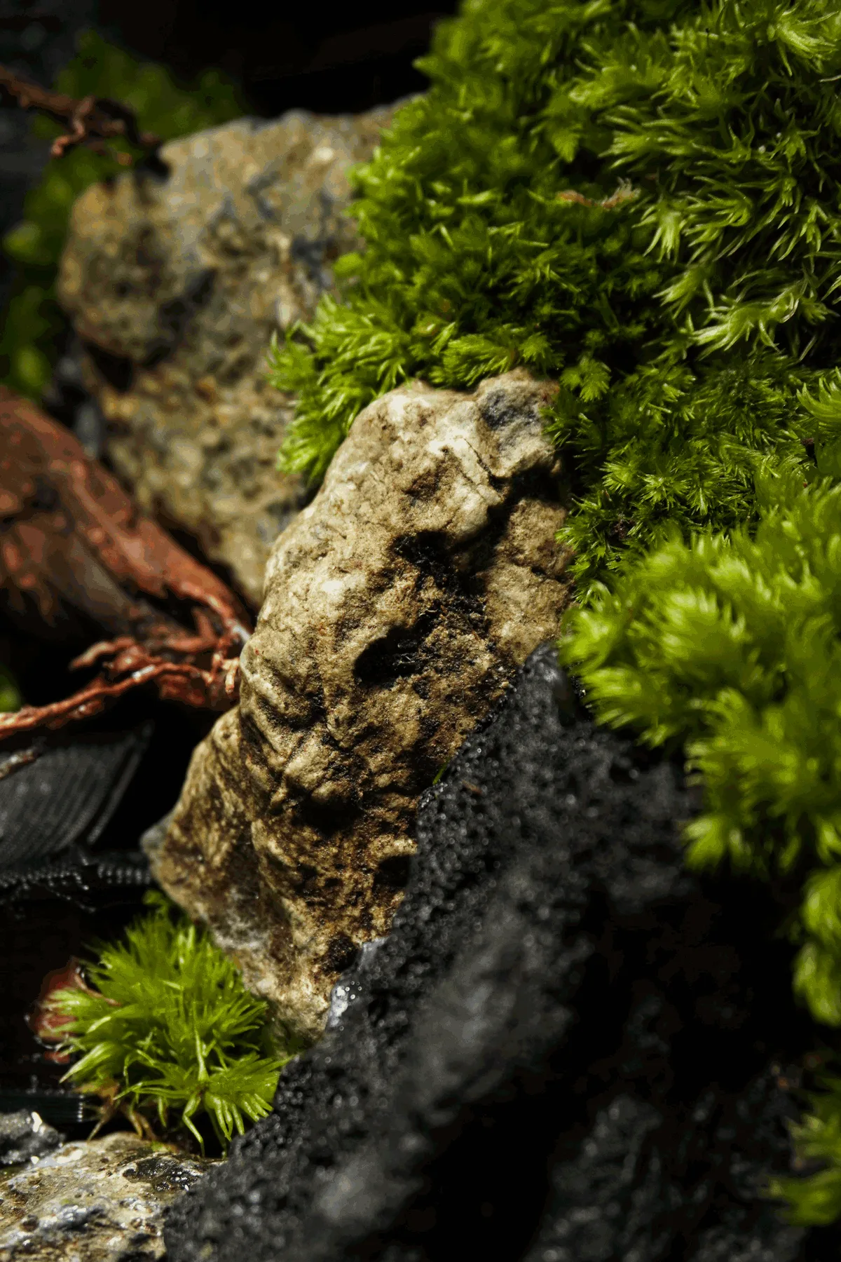 Terrarium Cheo Veo – Đứng giữa rìa thế giới, vẫn chọn sống xanh Terrarium Cheo Veo – Đứng giữa rìa thế giới, vẫn chọn sống xanh