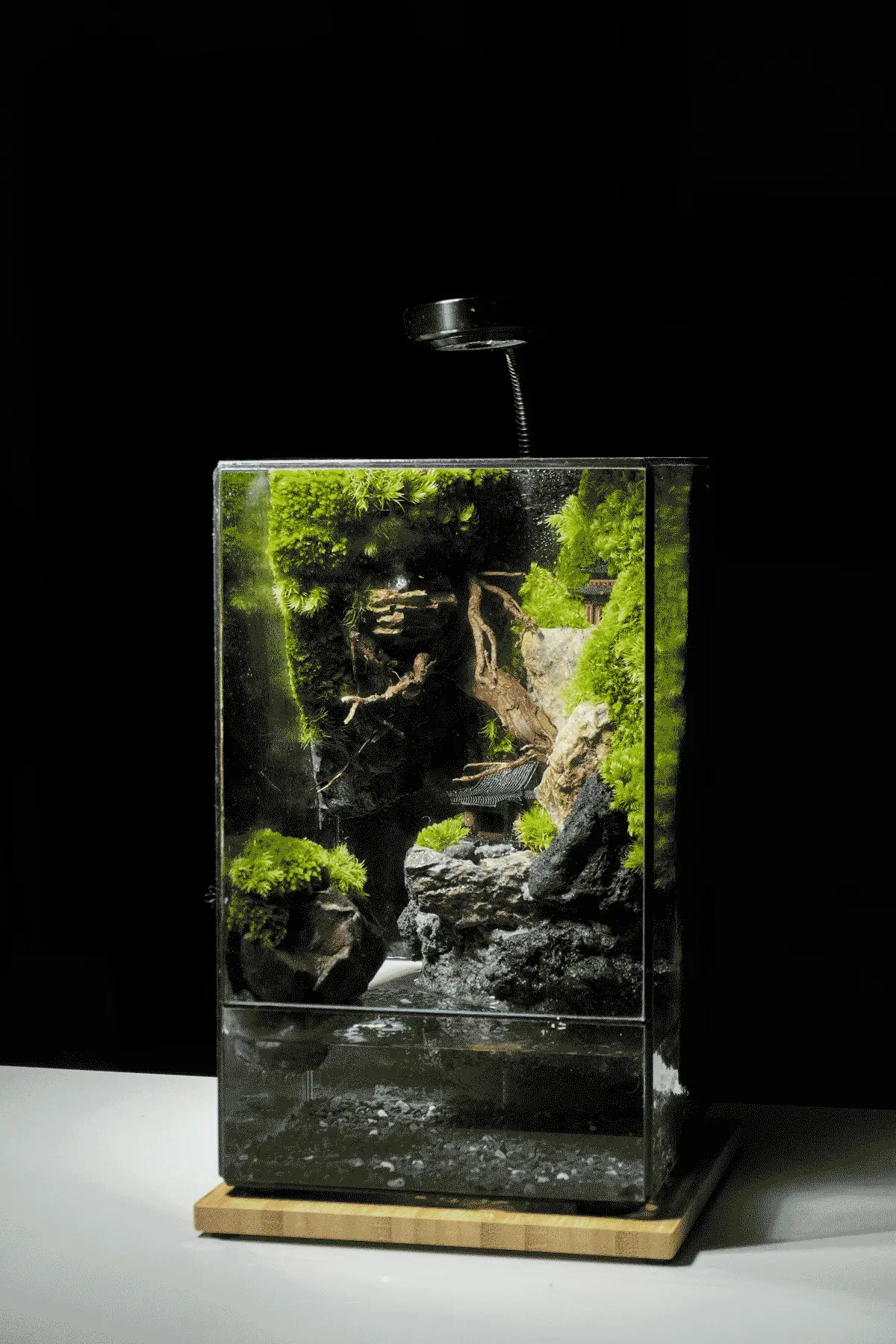 Terrarium Cheo Veo – Đứng giữa rìa thế giới, vẫn chọn sống xanh Terrarium Cheo Veo – Đứng giữa rìa thế giới, vẫn chọn sống xanh