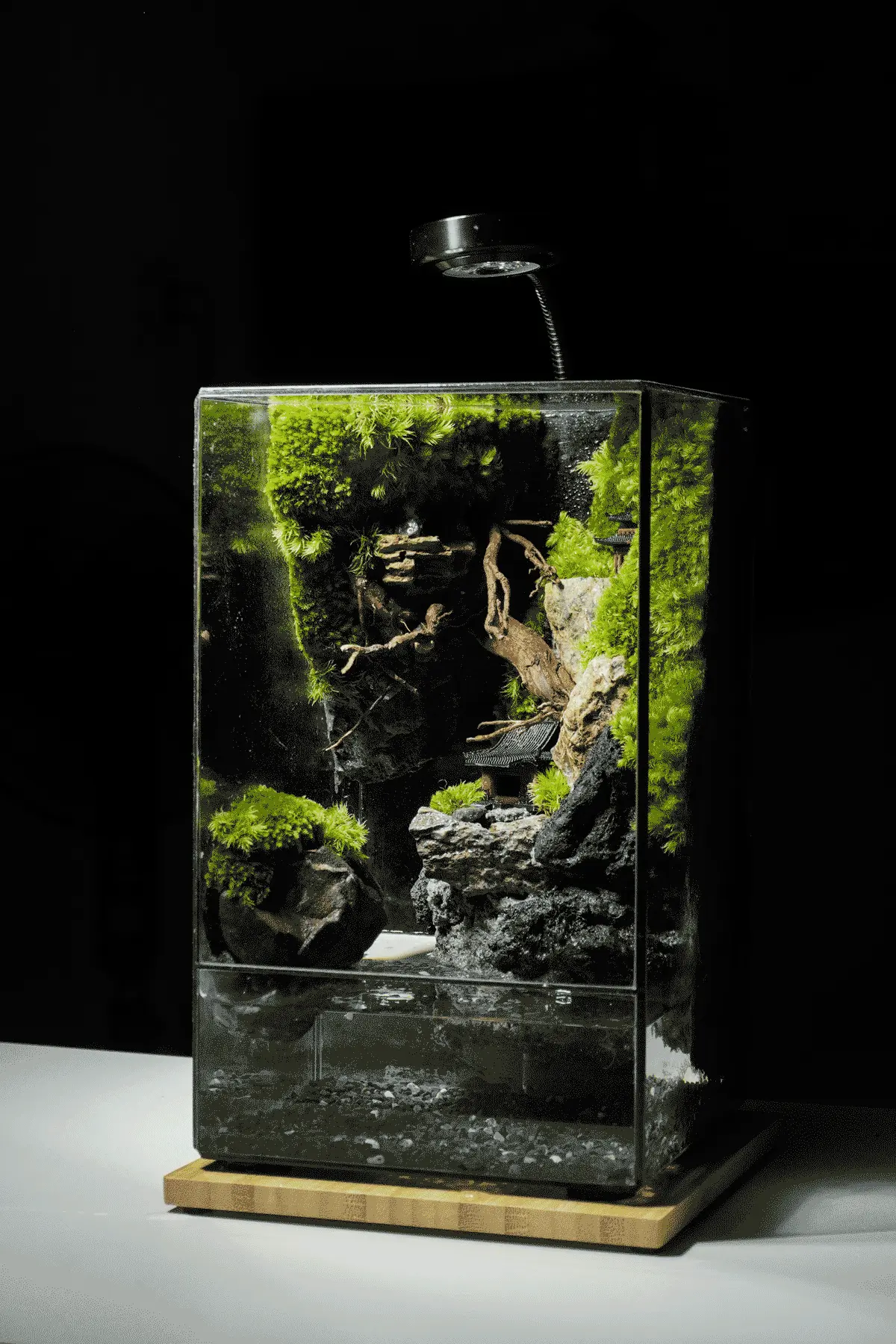 Terrarium Cheo Veo – Đứng giữa rìa thế giới, vẫn chọn sống xanh Terrarium Cheo Veo – Đứng giữa rìa thế giới, vẫn chọn sống xanh