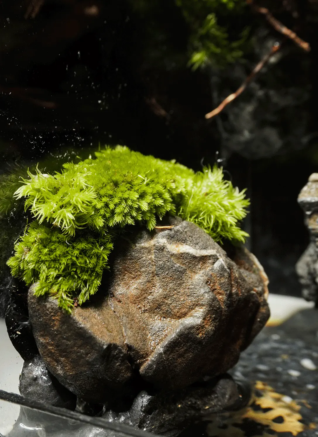 Terrarium Cheo Veo – Đứng giữa rìa thế giới, vẫn chọn sống xanh Terrarium Cheo Veo – Đứng giữa rìa thế giới, vẫn chọn sống xanh