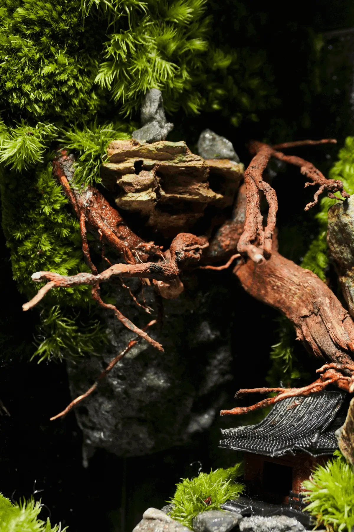 Terrarium Cheo Veo – Đứng giữa rìa thế giới, vẫn chọn sống xanh Terrarium Cheo Veo – Đứng giữa rìa thế giới, vẫn chọn sống xanh